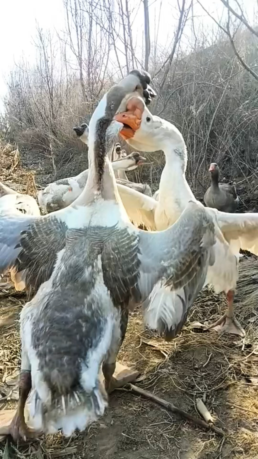 两只大鹅互相打架