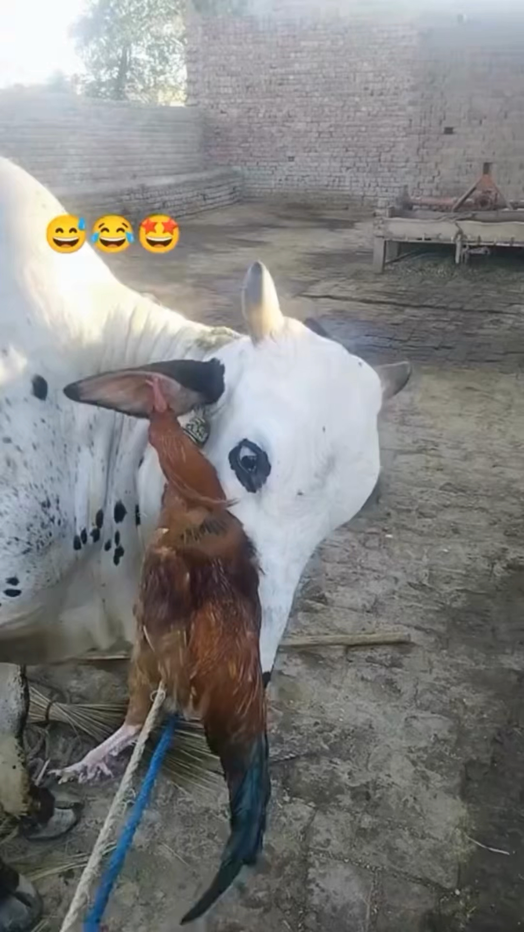 公鸡跑到牛头上,吃牛耳朵里的寄生虫