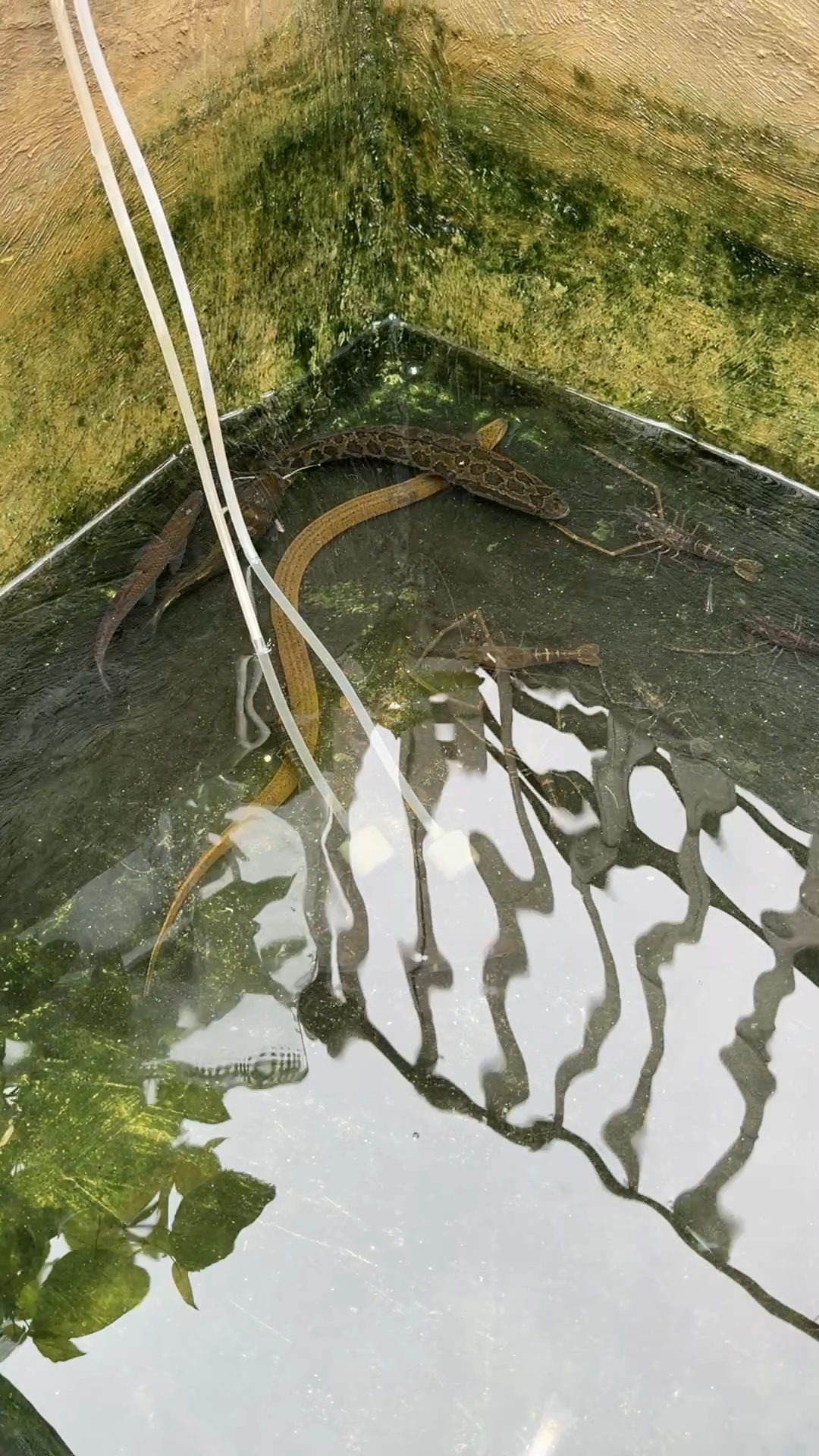 农村水泥池子养各式各样的原生鱼