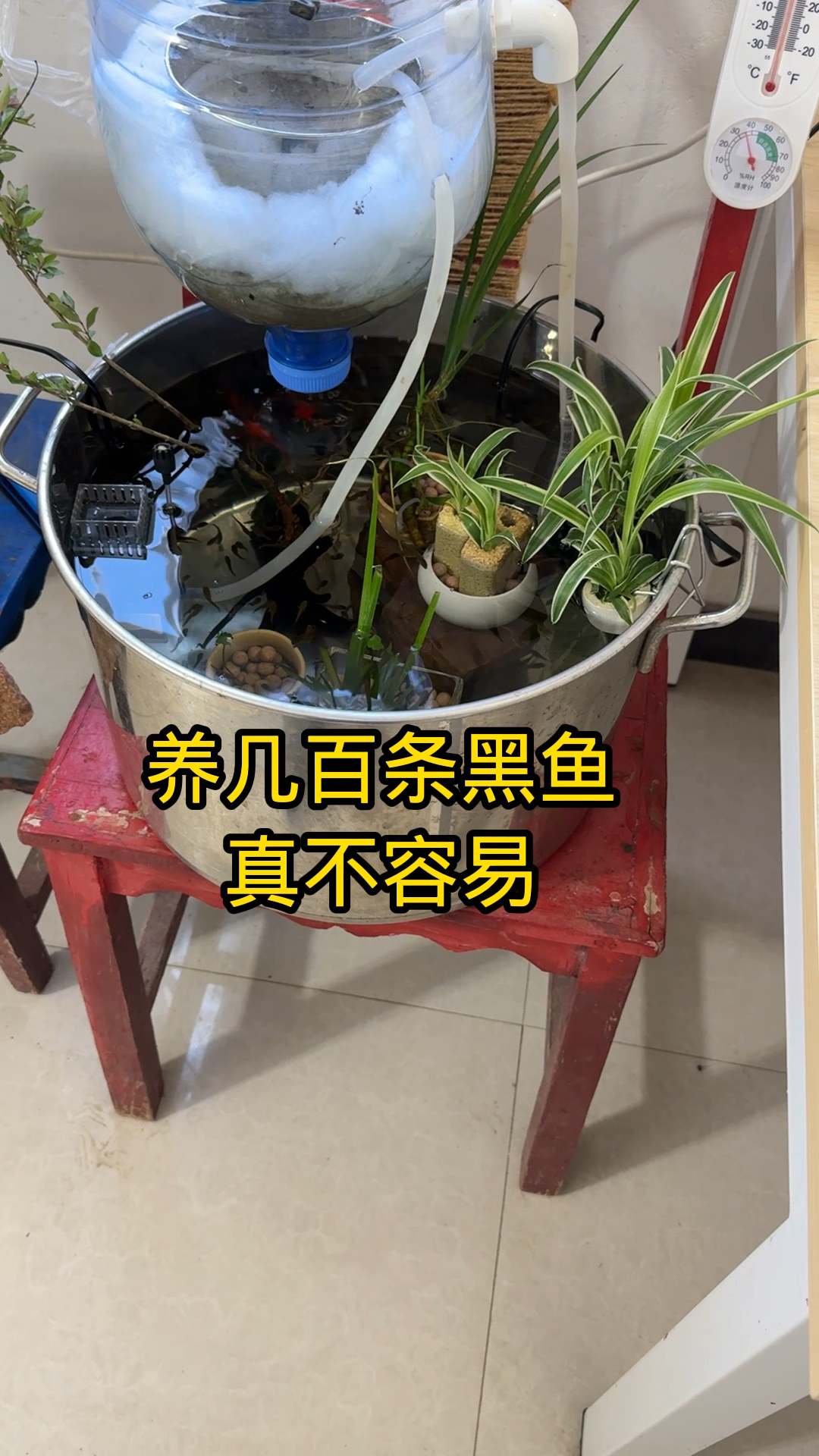 几百条小黑鱼真的不好养