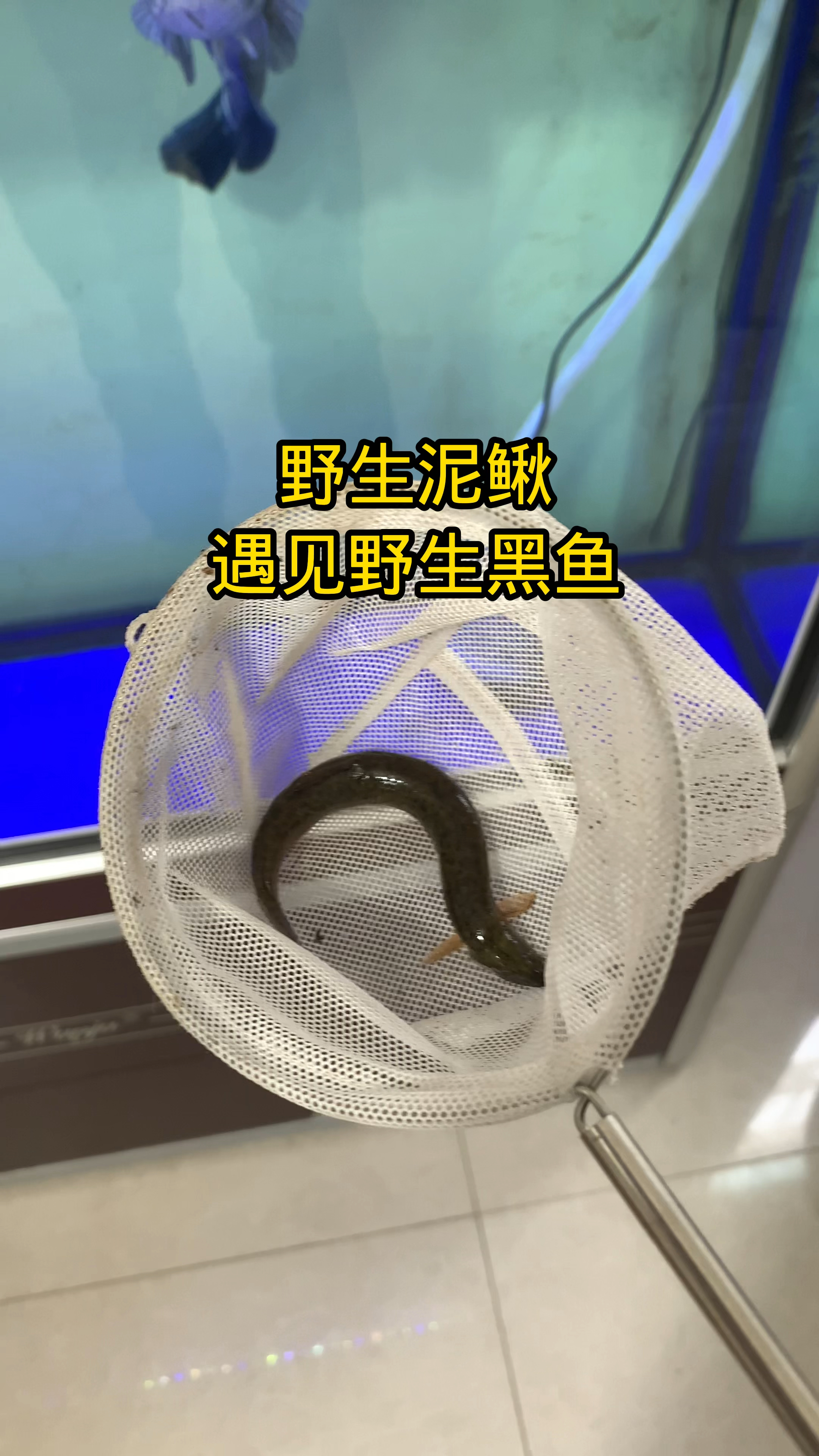 野生黑鱼和野生泥鳅在一起了