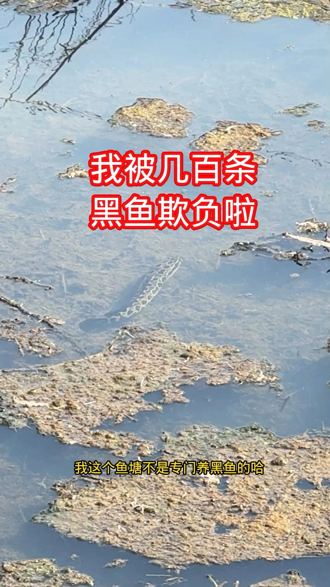 农村养鱼人之户外抓黑鱼