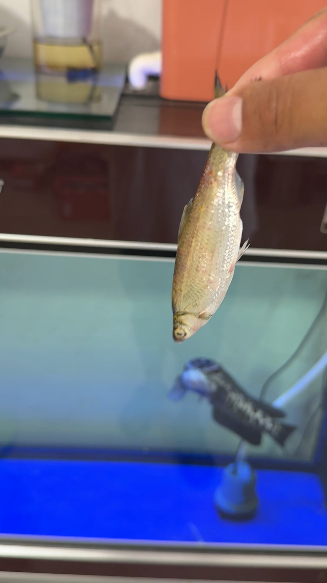 有人告诉黑鱼不吃死的试验下