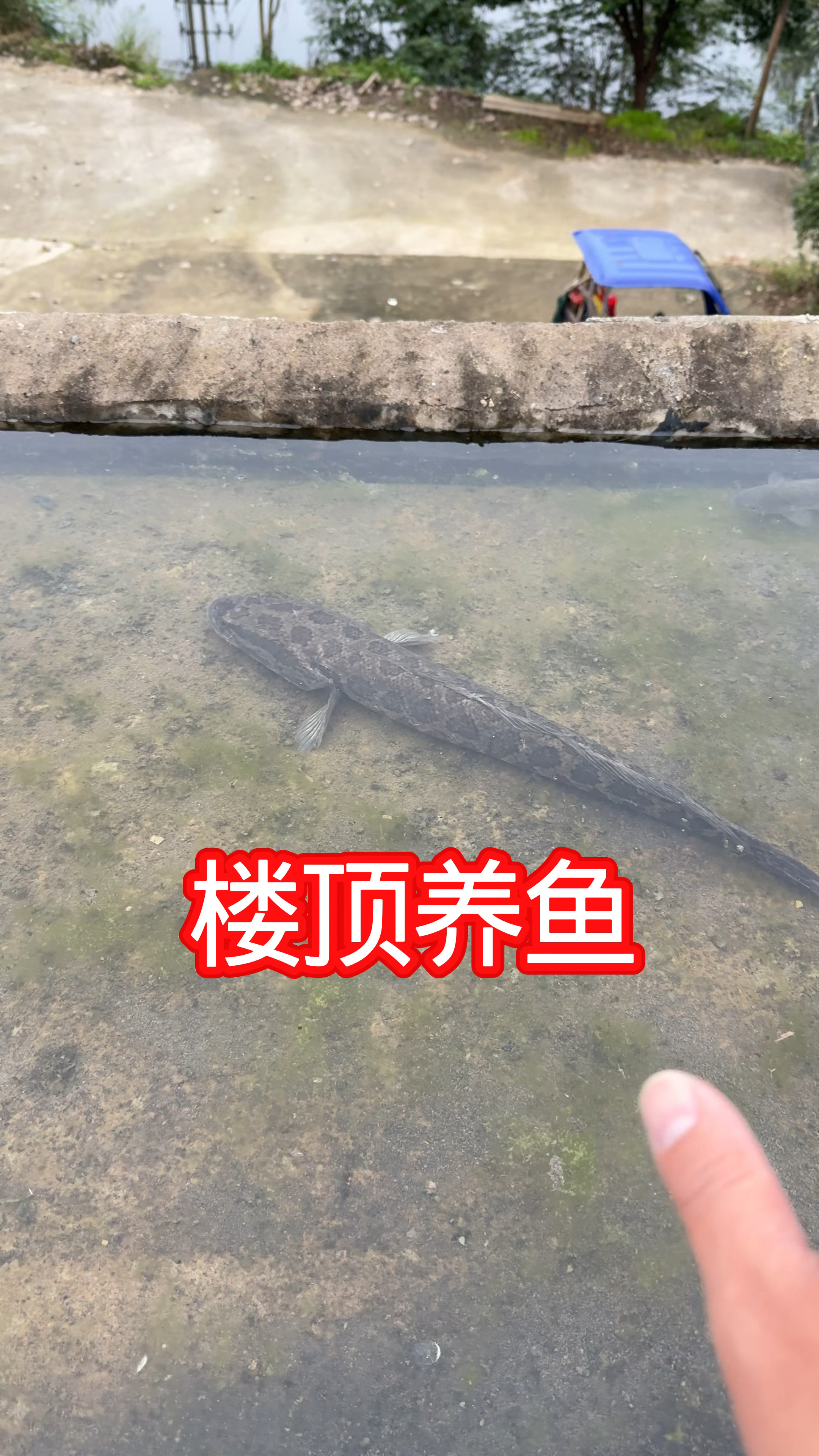 农村养鱼人之楼顶养黑鱼