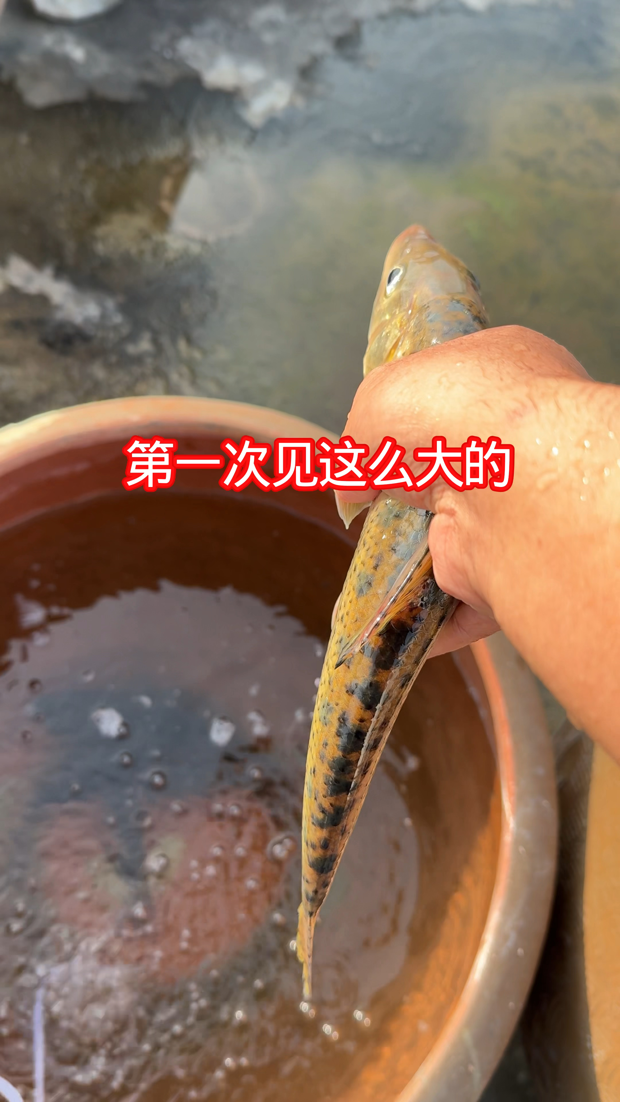 今天在鱼塘里意外抓到一条野生花骨鱼