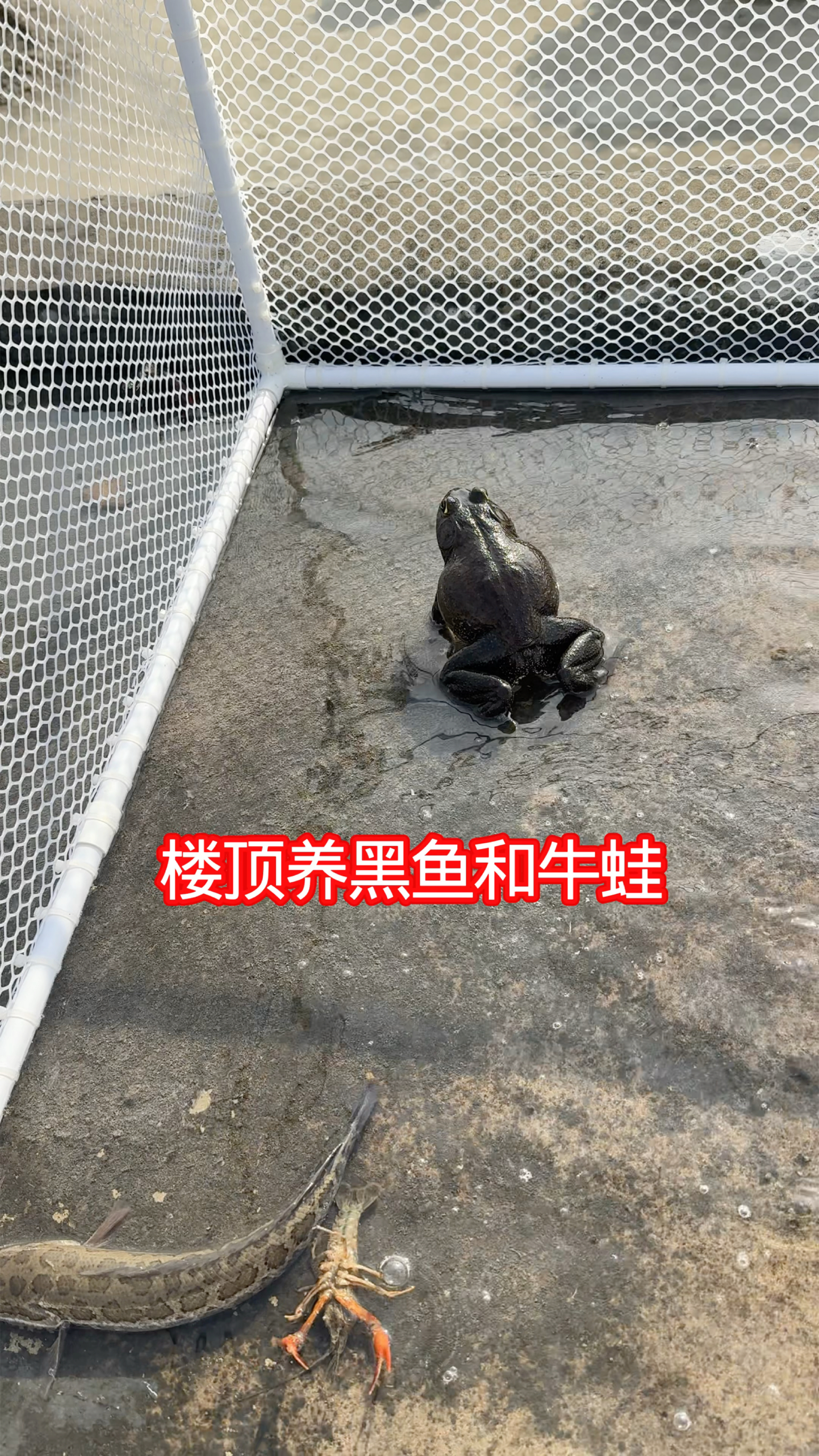 农村养鱼人之楼顶养黑鱼