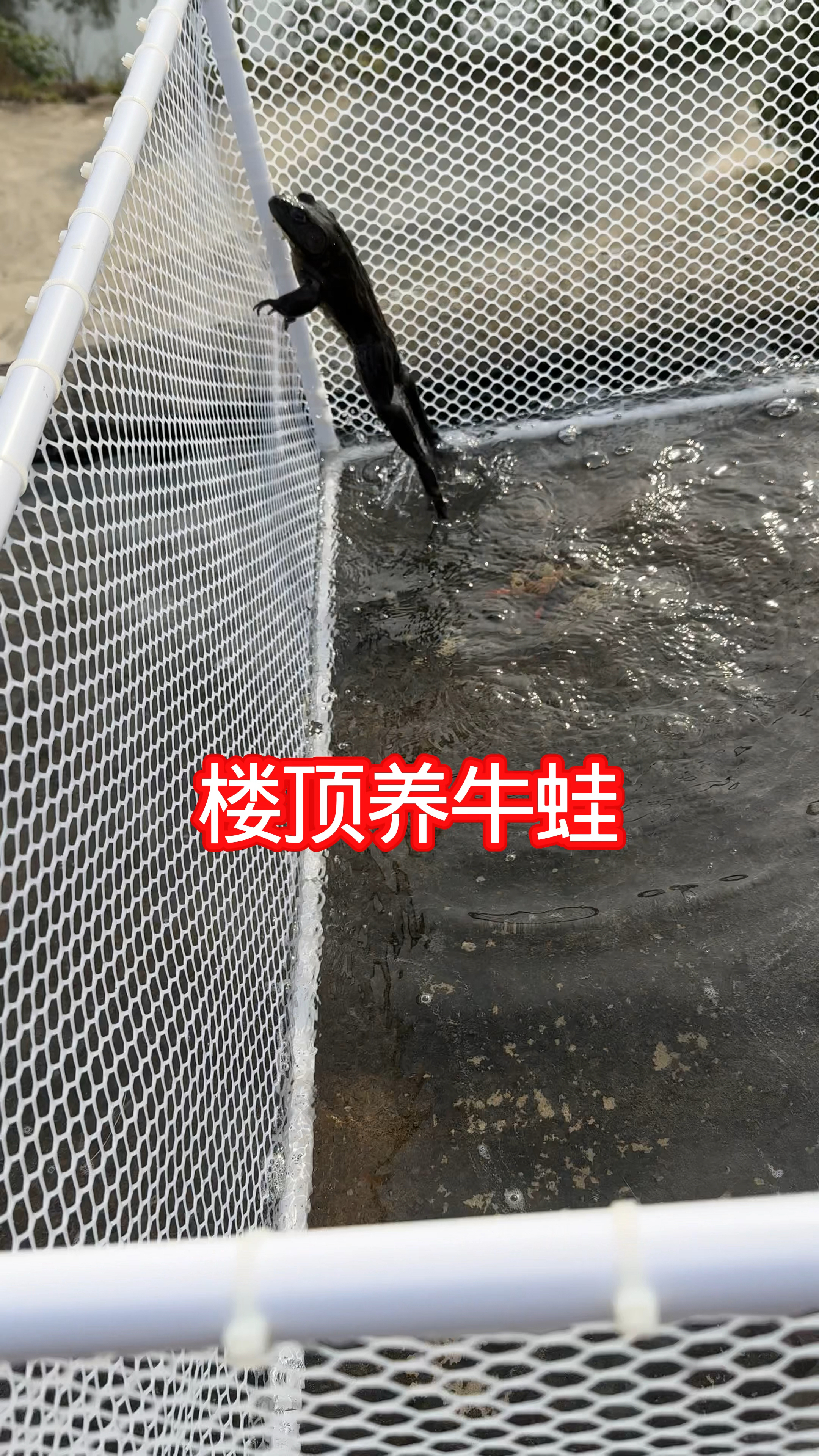 楼顶养牛蛙和野生黑鱼