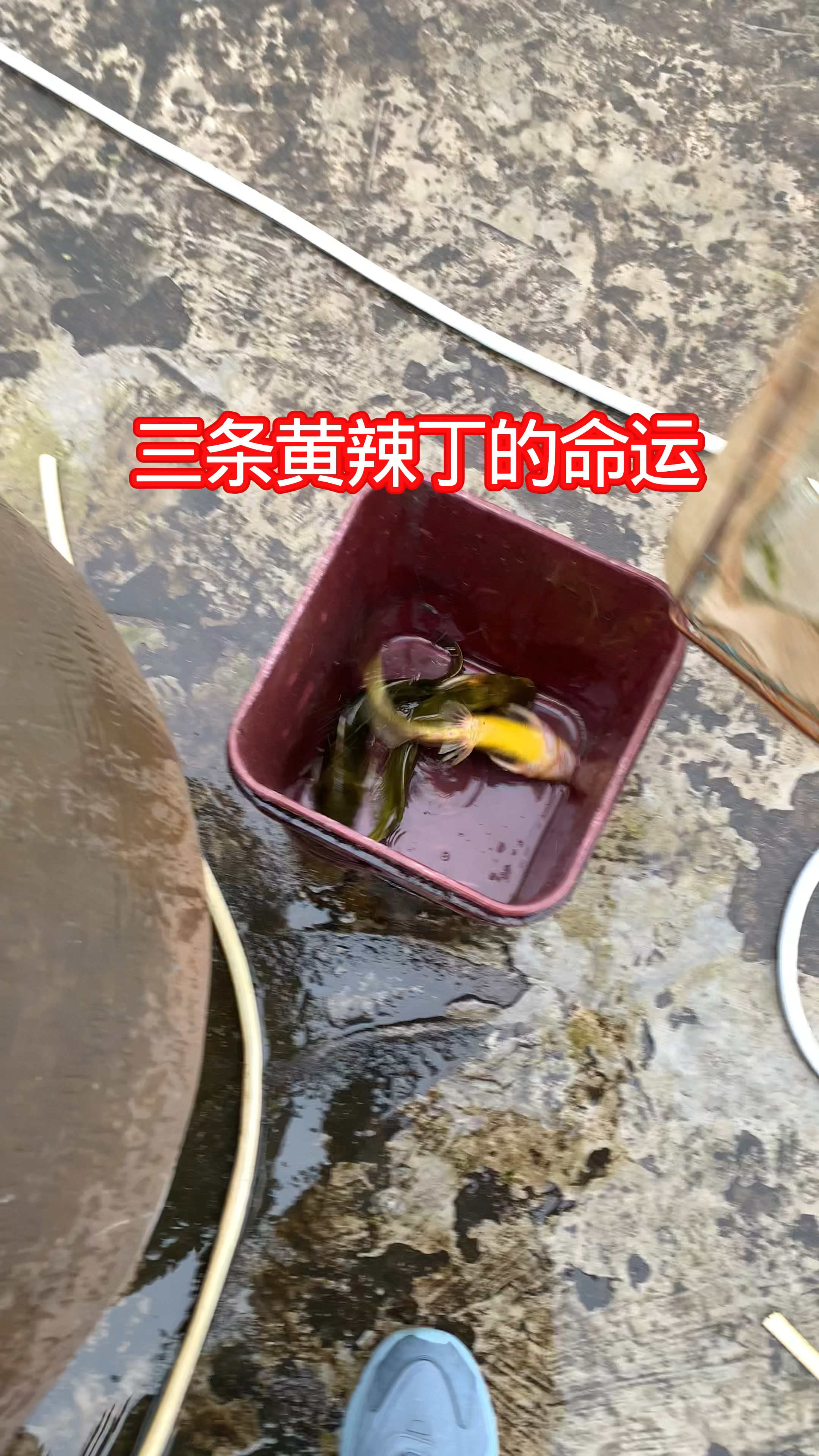 农村养鱼人之三条黄辣丁的命运