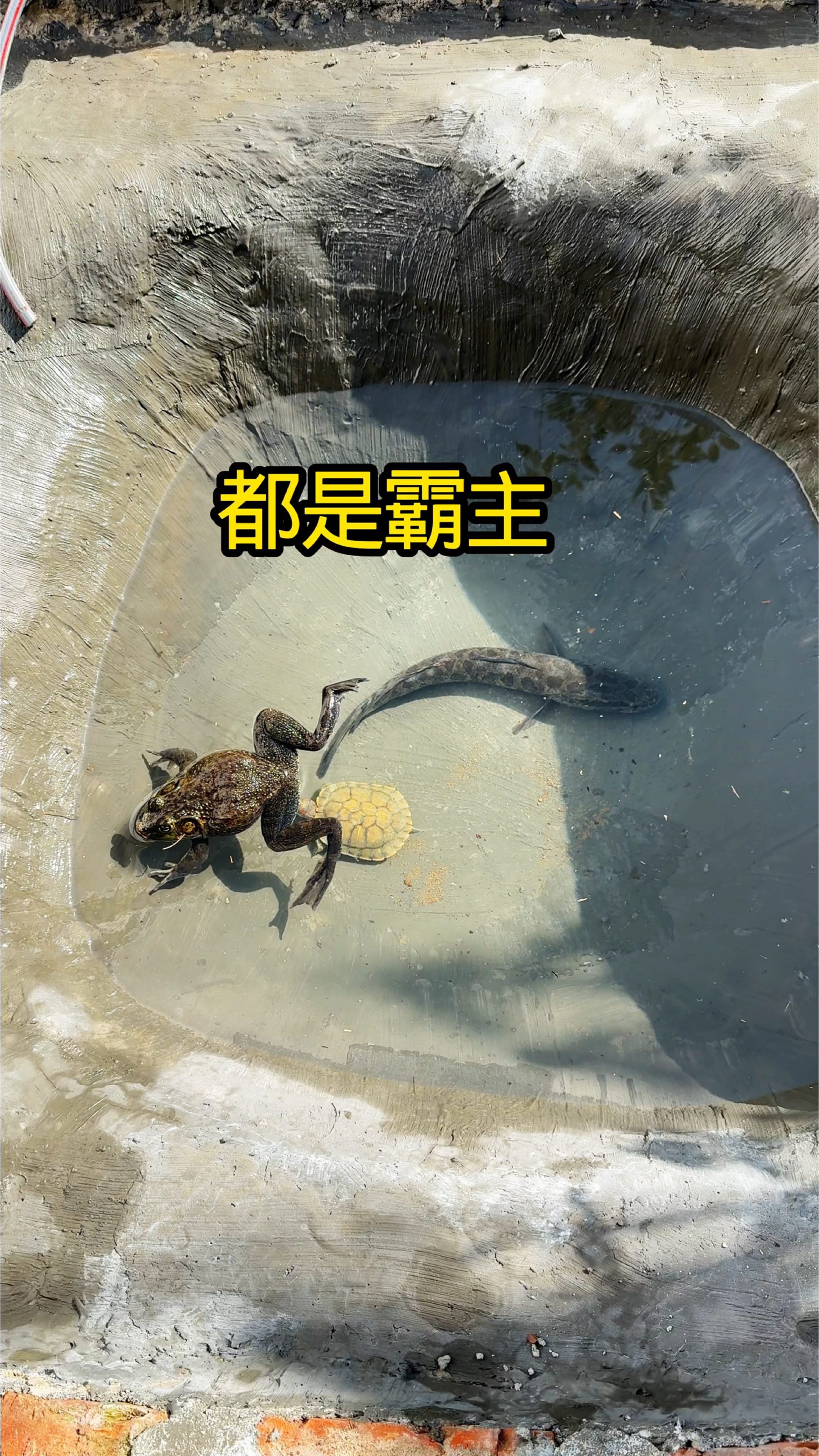 农村户外抓黑鱼陪牛蛙一起过日子