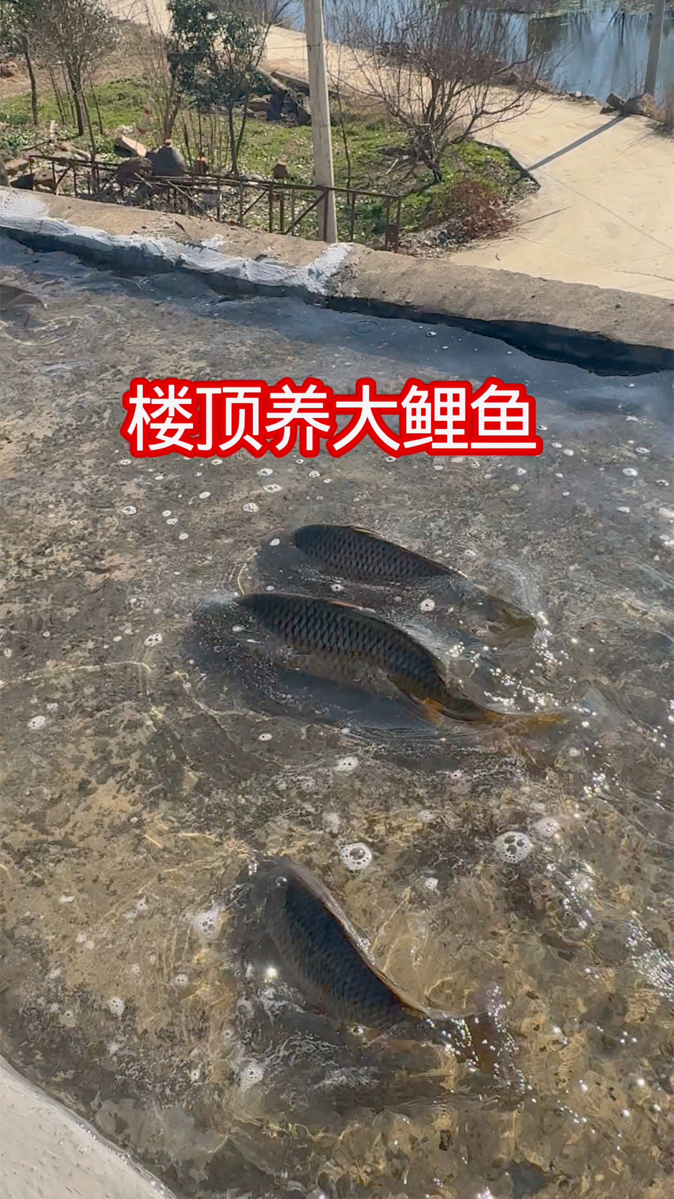 有一个附近的网友刷到我的视频问我要不跳缸的鲤鱼