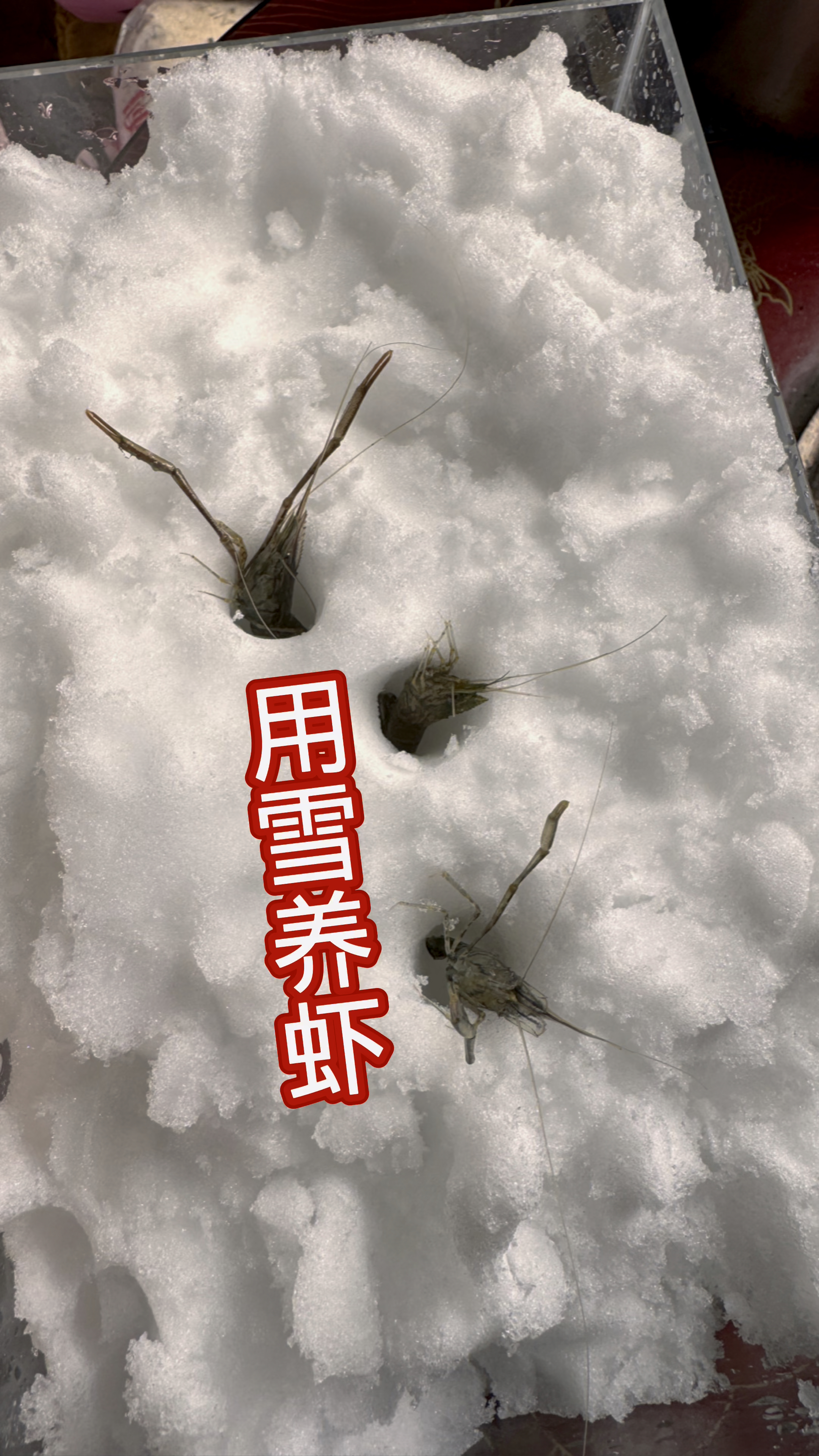 农村养鱼人之用雪养虾是种什么感受