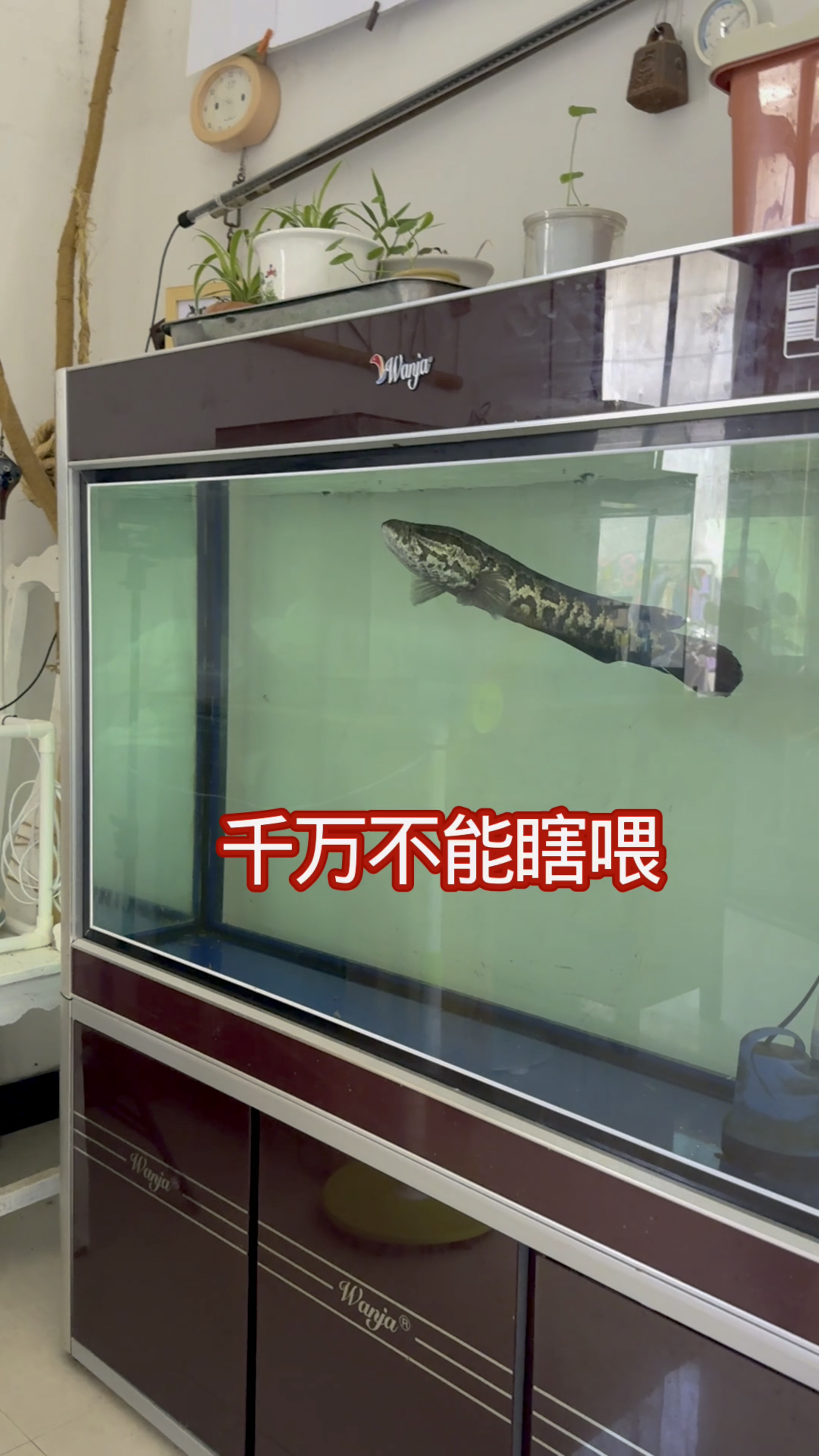 黑鱼千万不能瞎喂不然容易出问题