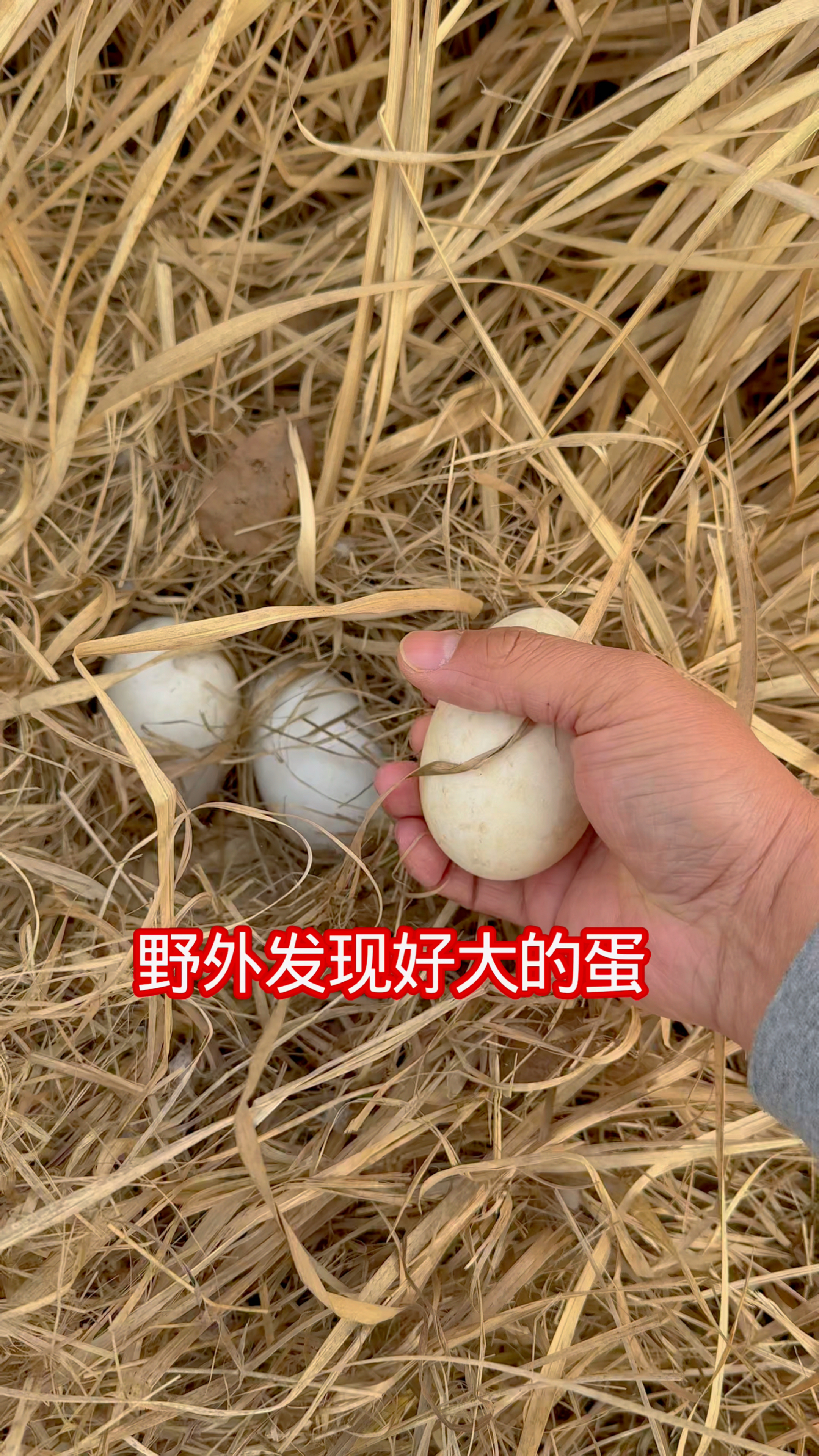 狮头鹅仔鱼塘边上个性下蛋