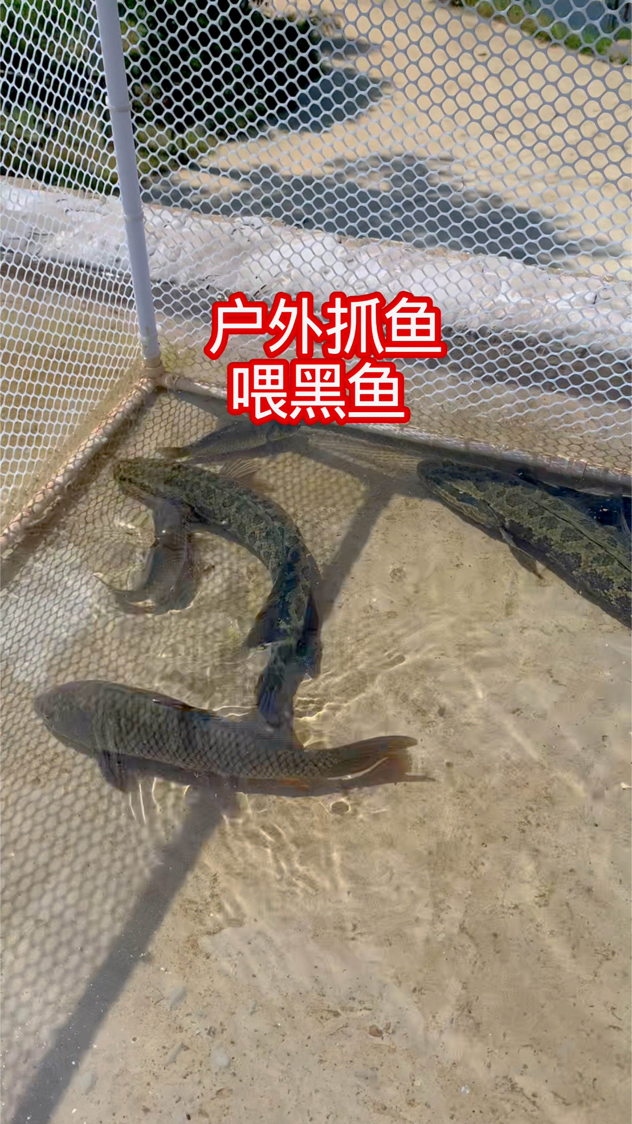 农村养鱼人之户外抓鱼喂黑鱼