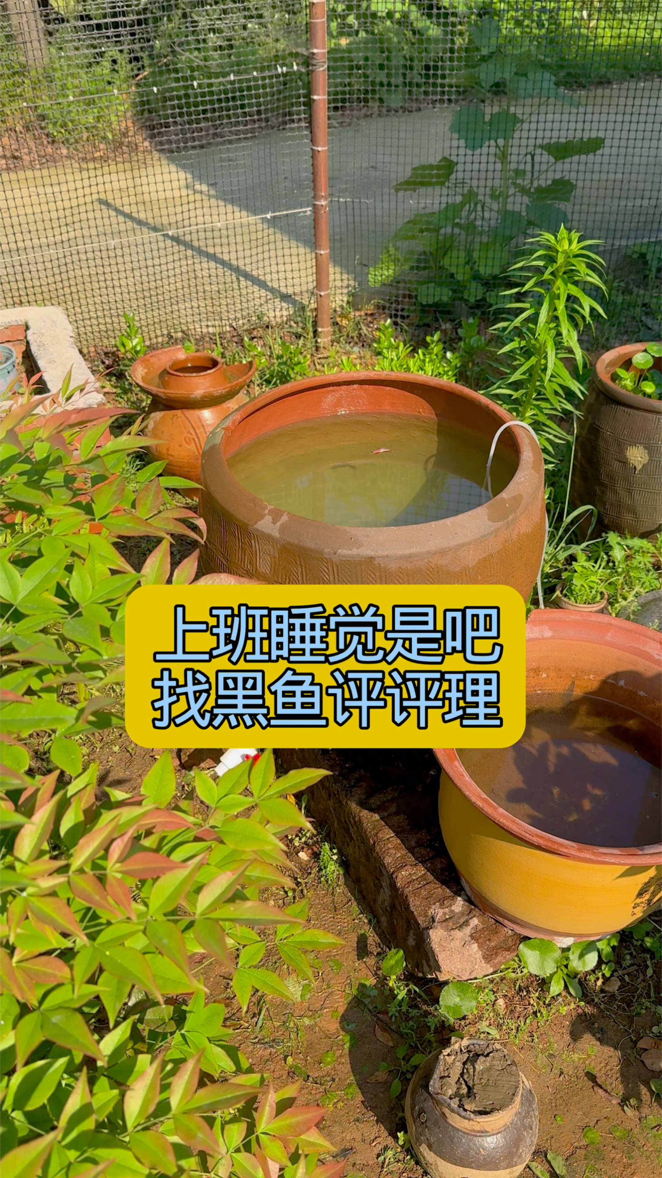 农村养鱼人之金鱼上班时间睡觉让黑鱼和它谈谈
