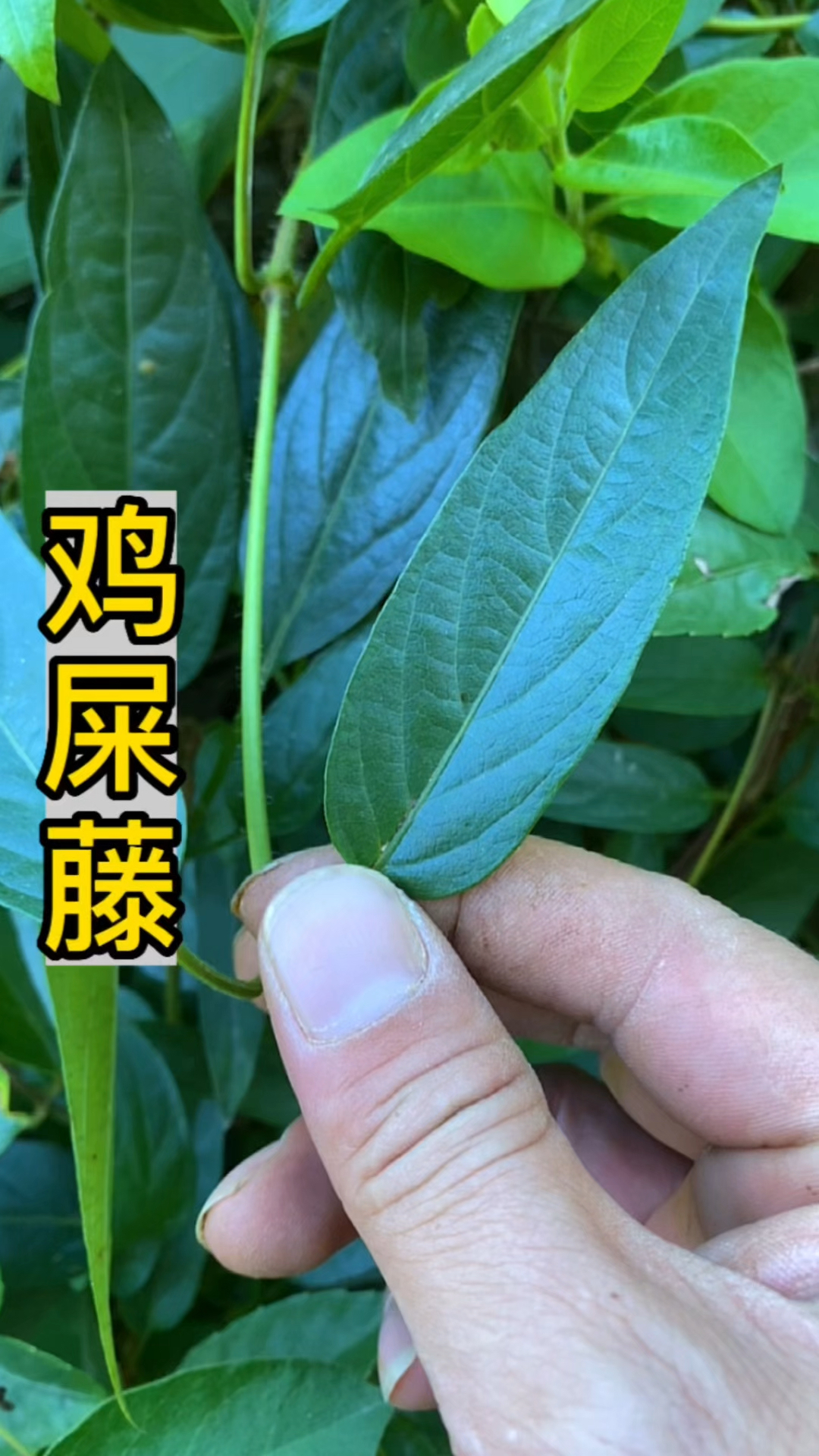 鸡屎藤有一股特别的味道,你知道是什么味道吗