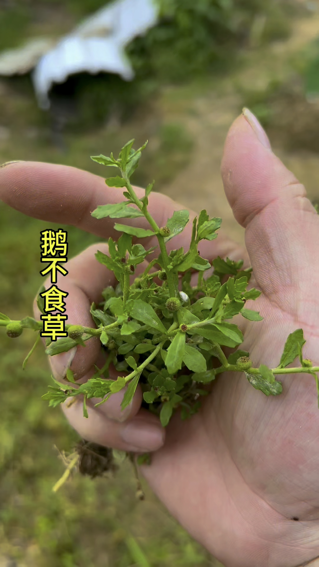 鹅不食草鹅都不吃草,你认识吗