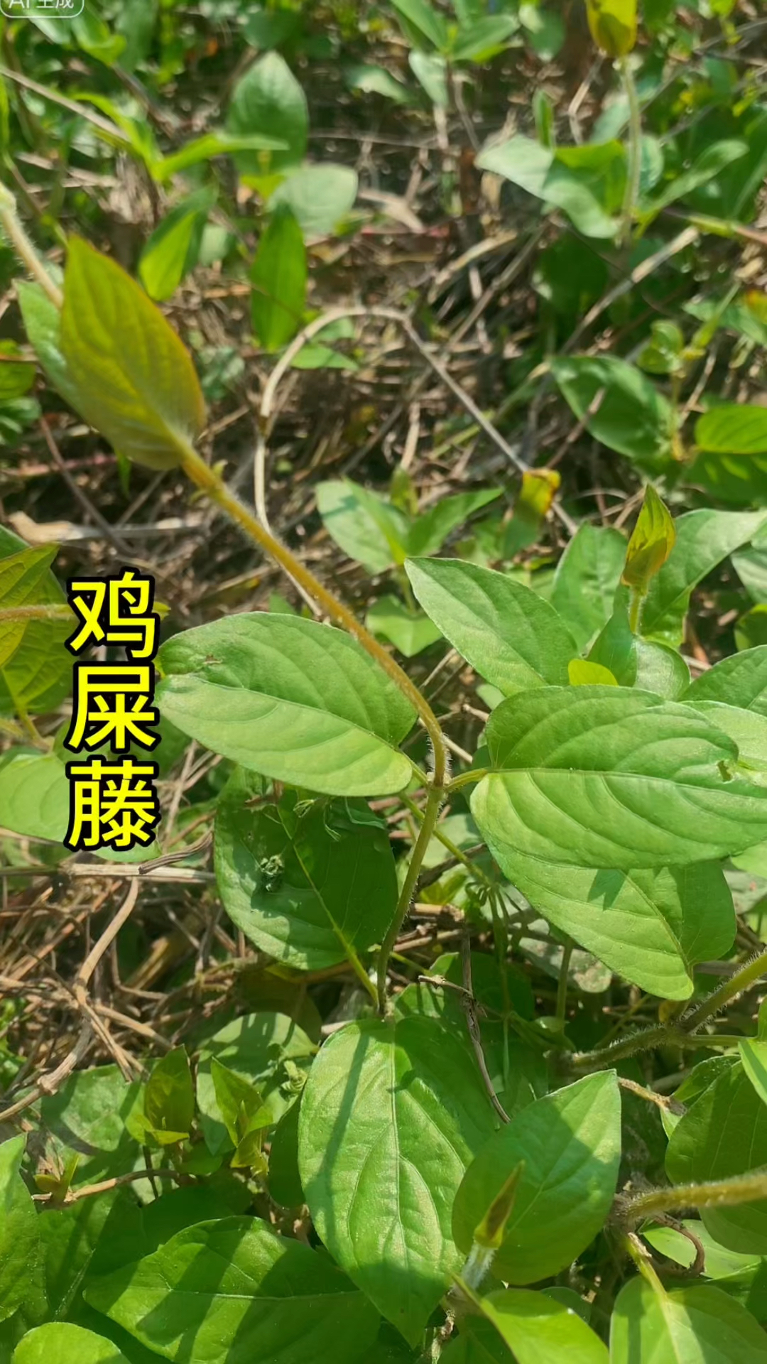 农村常见植物鸡屎藤