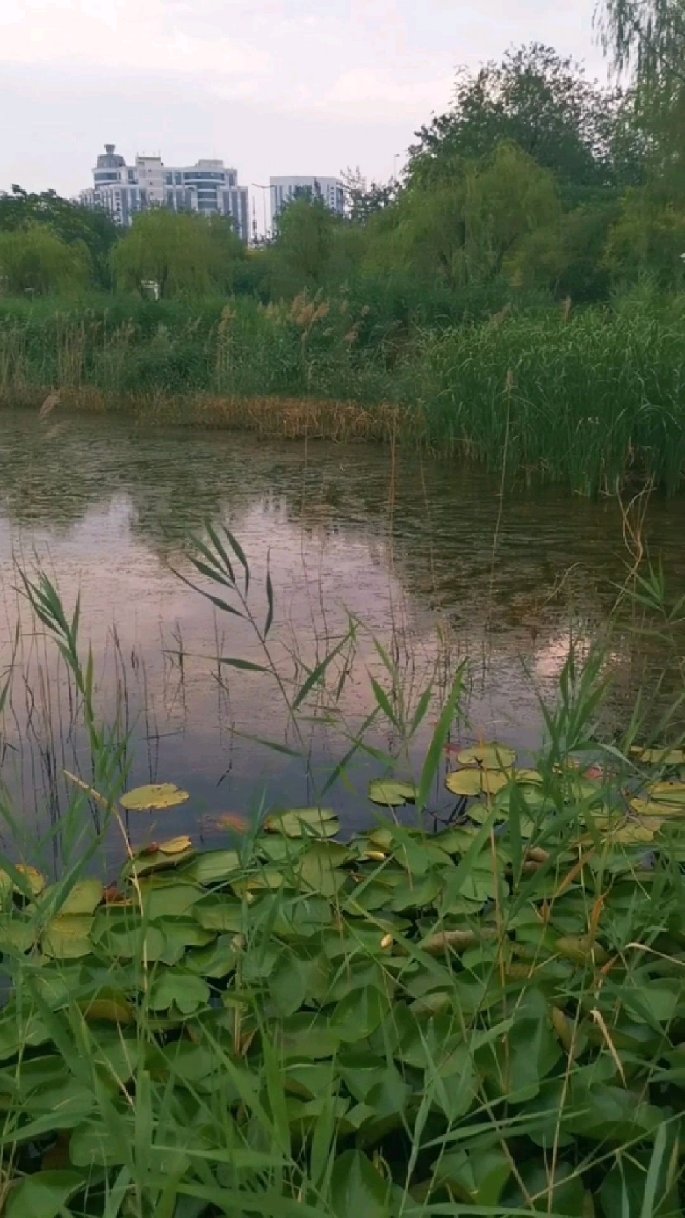 天津盛夏清晨,微风轻抚,体感凉爽,宾悦公园小水鸭跟着妈妈出游