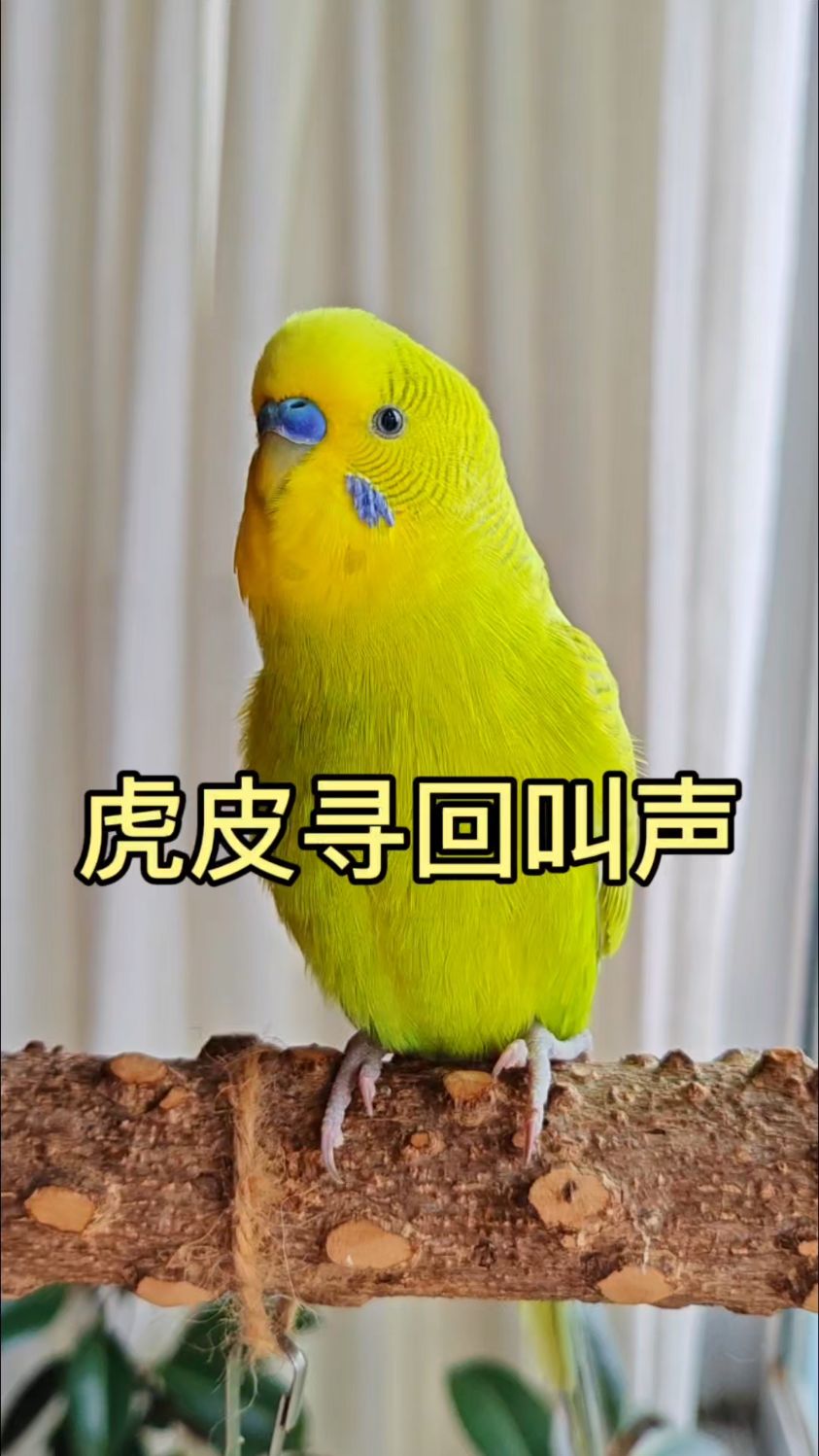 如果你的虎皮鹦鹉飞走了，就播放这个虎皮叫声去找它