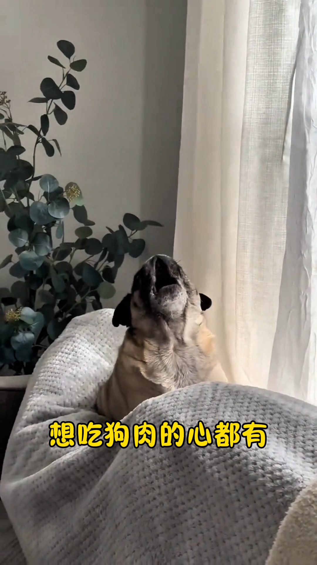 想吃狗肉的心都有了。