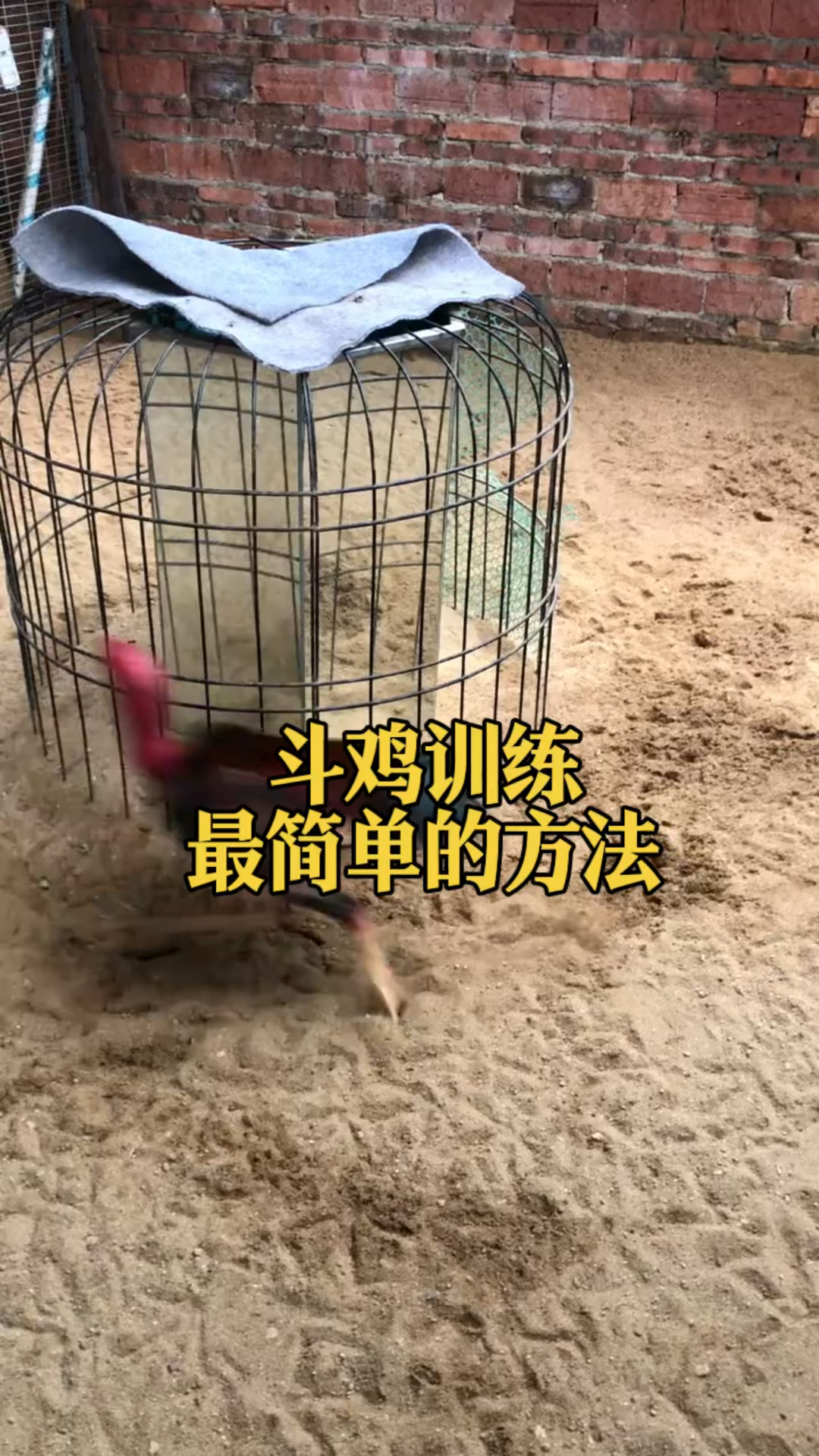 斗鸡训练最简单实用的方法