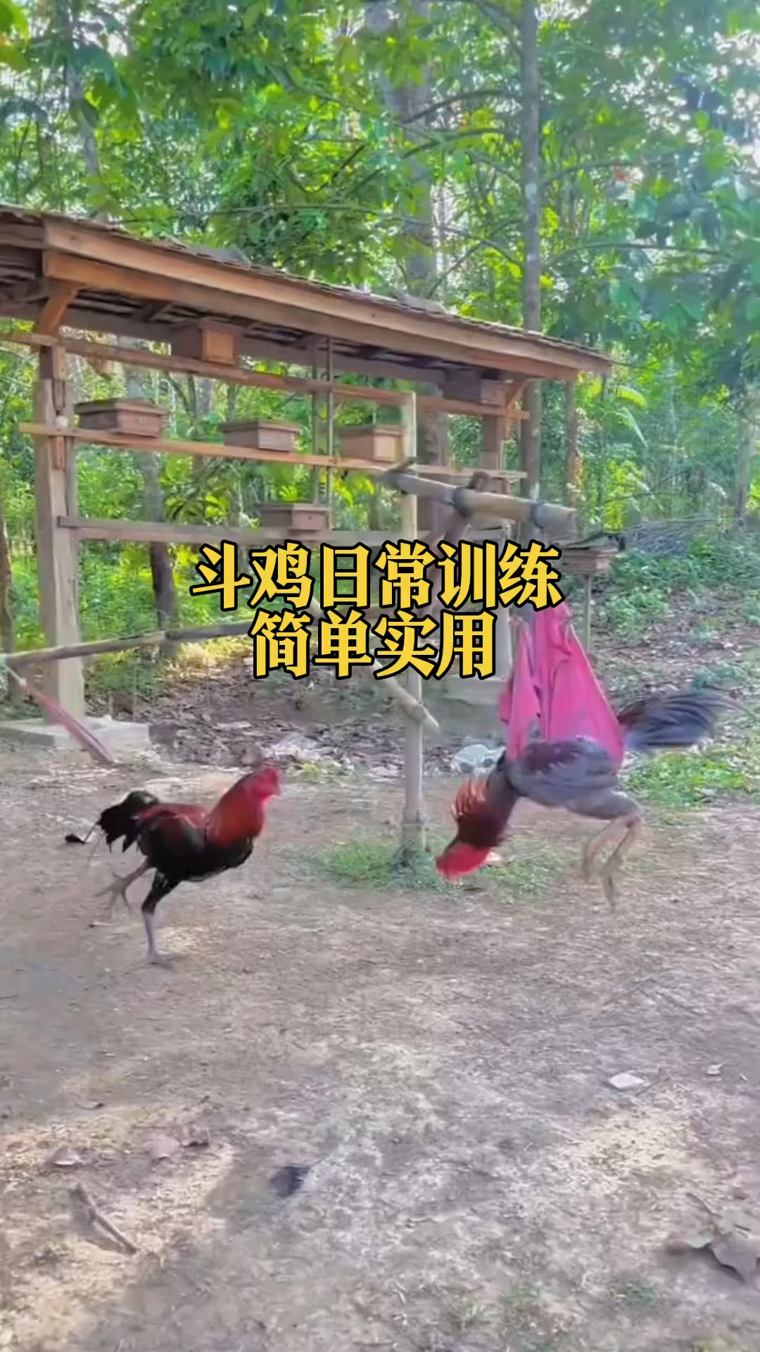 斗鸡日常训练方法
