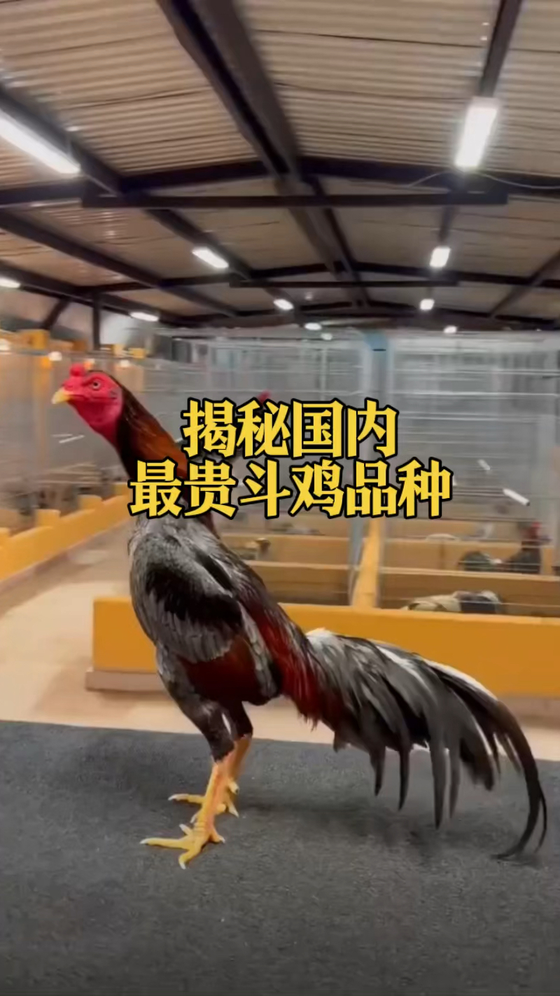 揭秘国内最贵的斗鸡品种