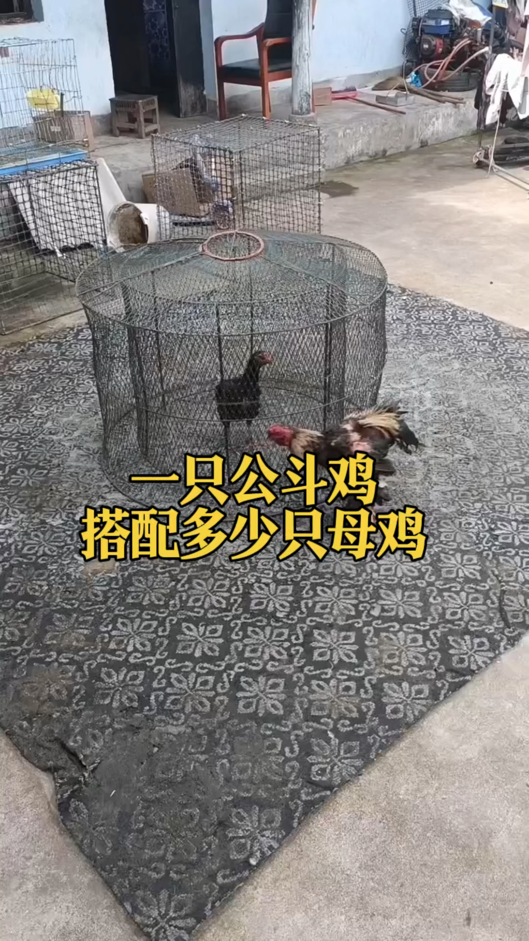 一只公斗鸡搭配多少只母鸡