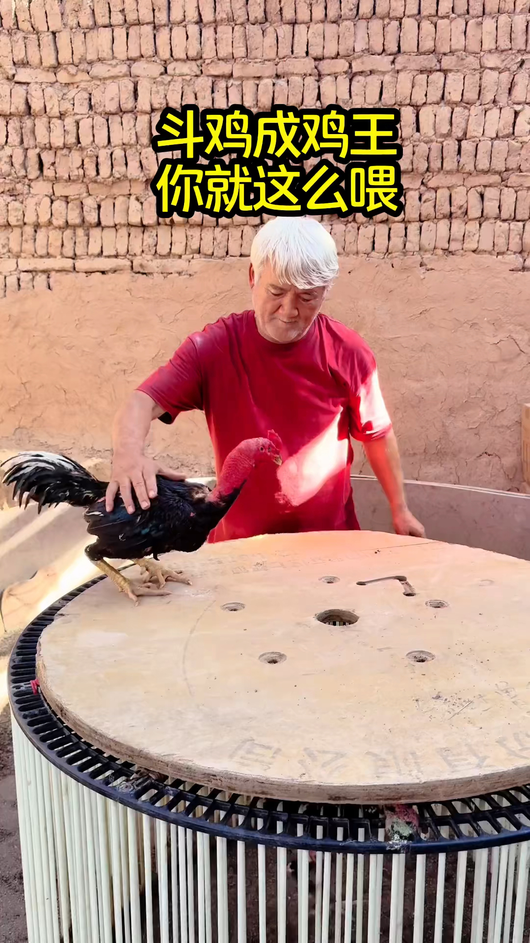 斗鸡成鸡王，你就这么喂