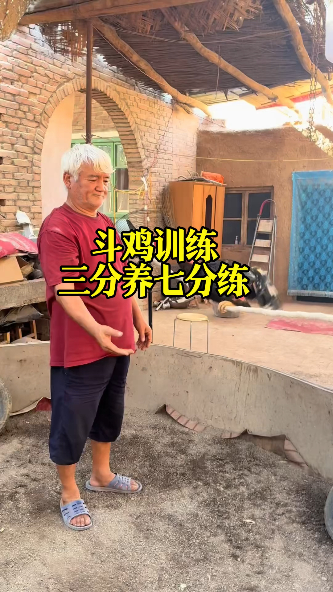 斗鸡训练方法简单实用