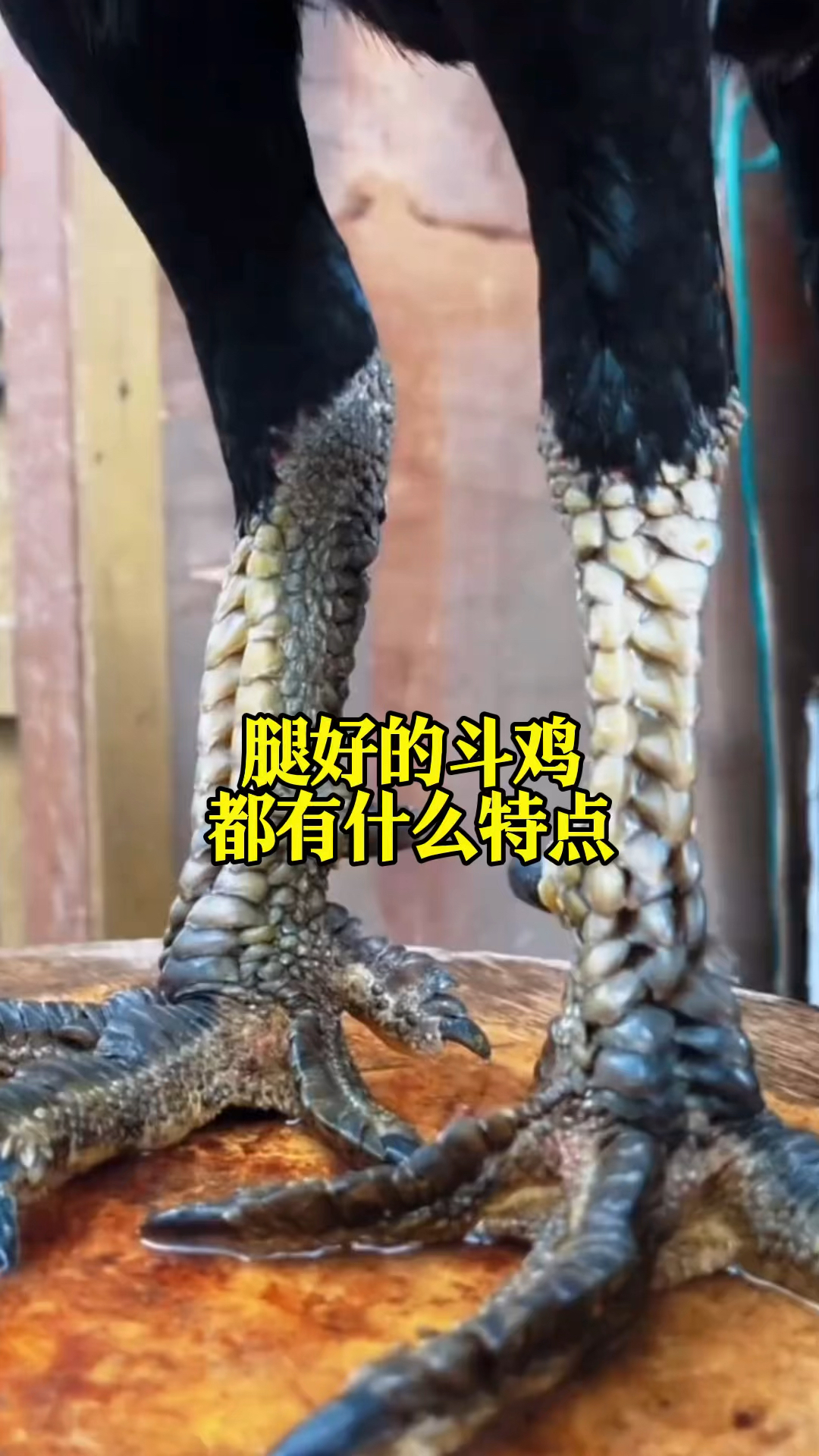 腿好的斗鸡有什么特点