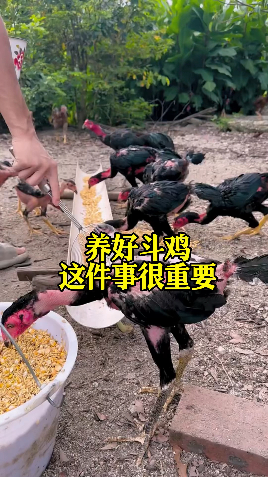 养好斗鸡这件事真的很重要