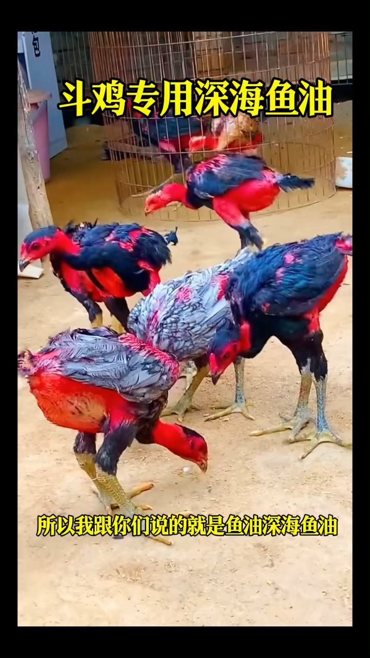 斗鸡专用深海鱼油软胶囊