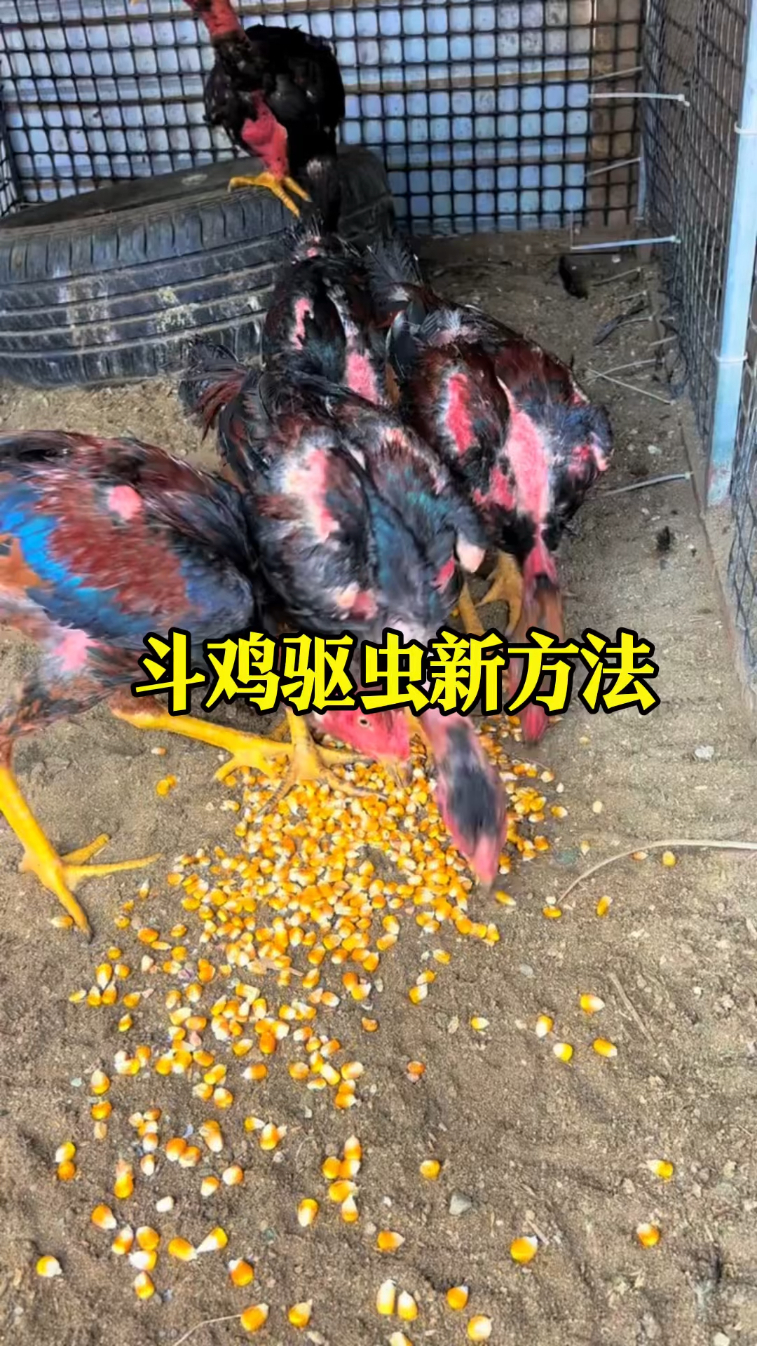 斗鸡驱虫的新方法