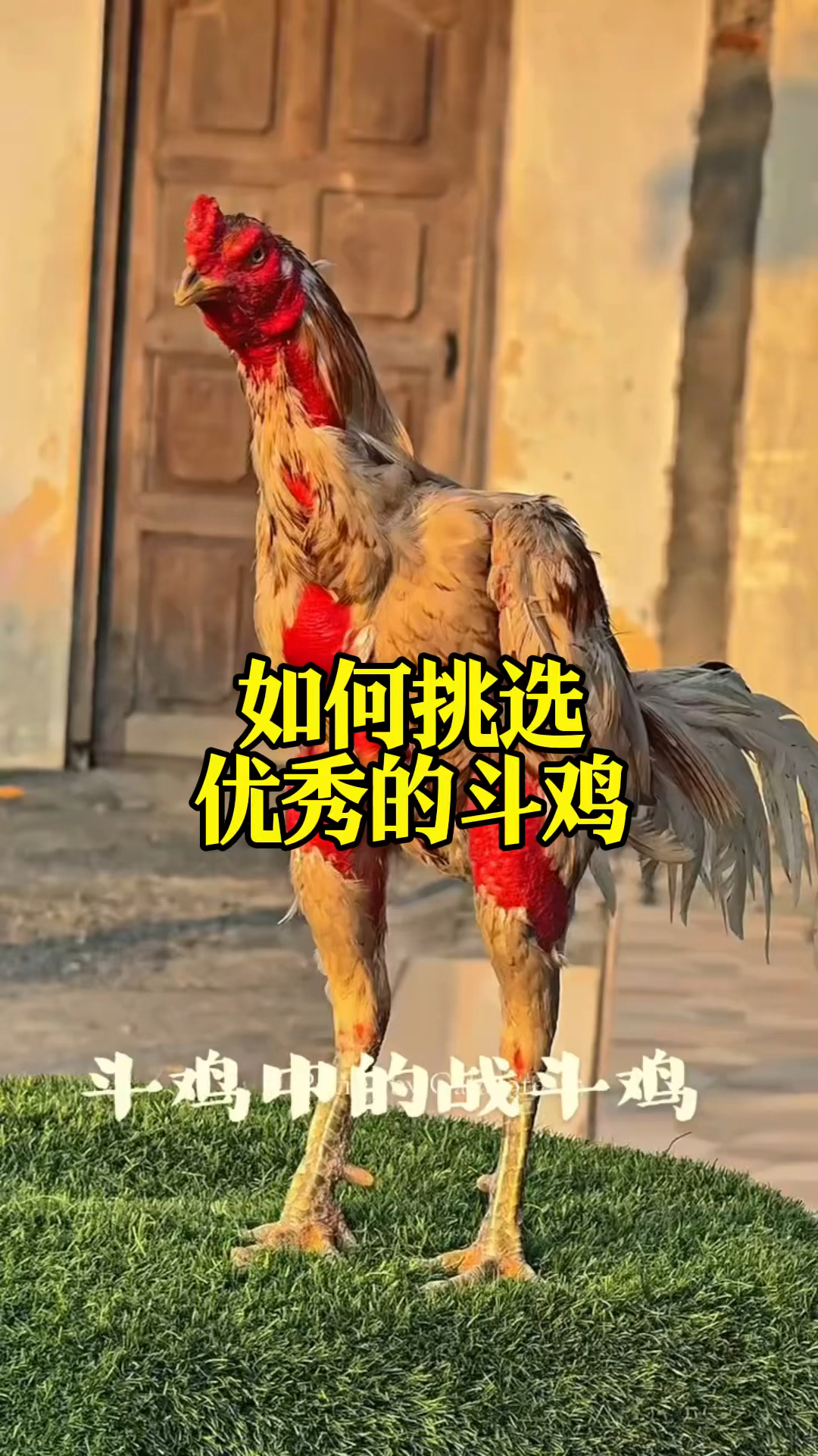 如何挑选一只优秀的斗鸡