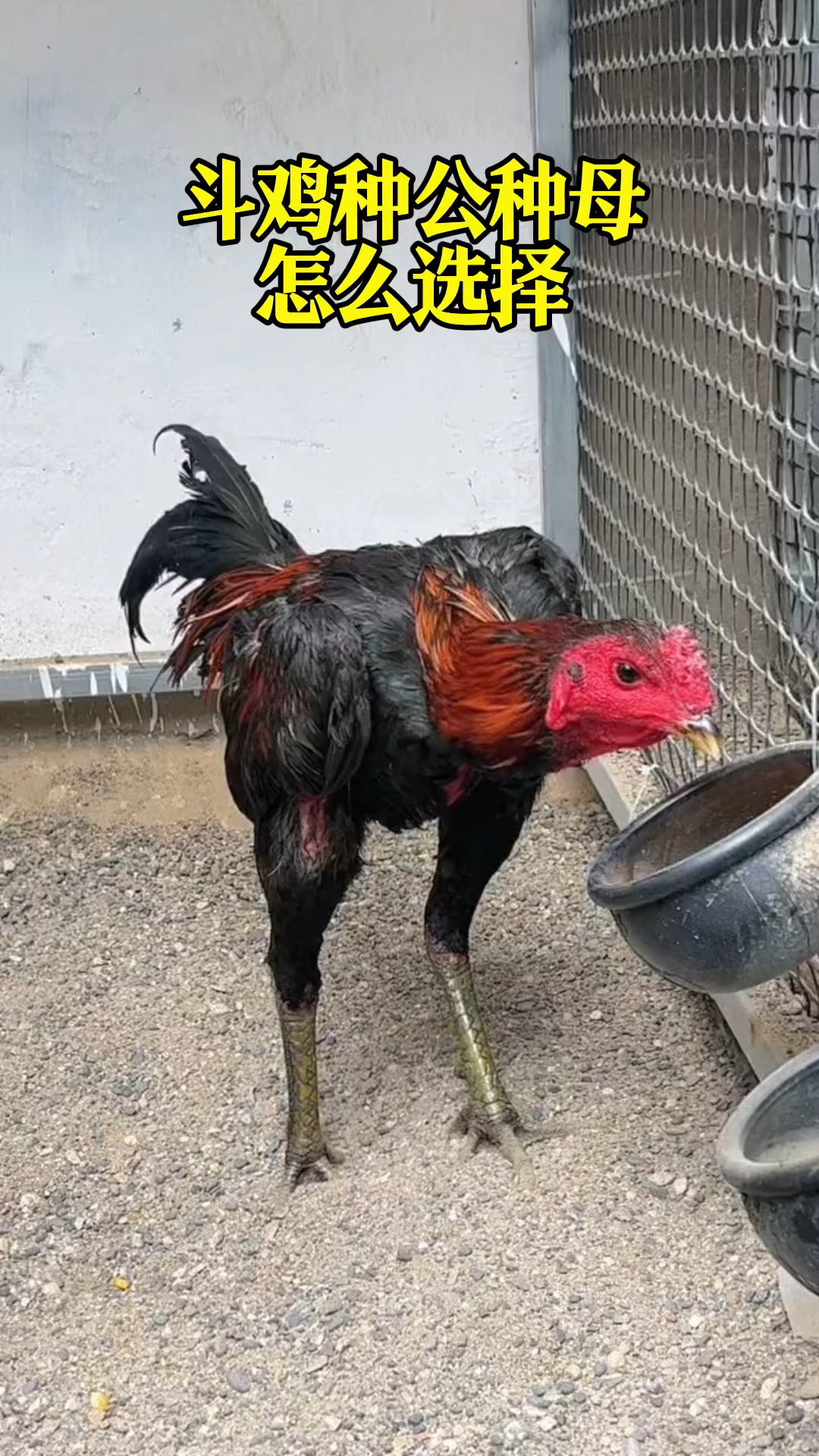 斗鸡种公种母应该怎么选