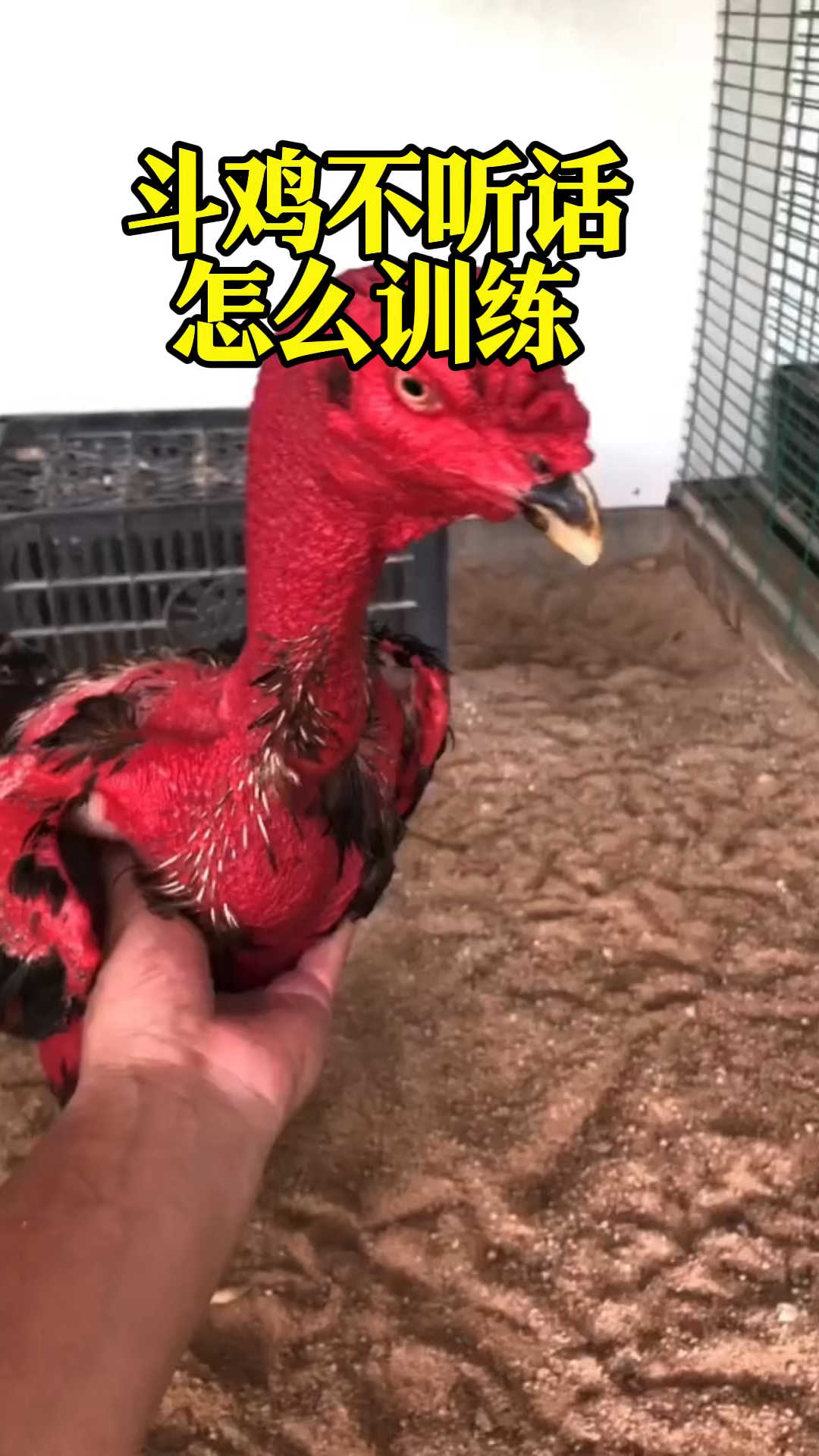 斗鸡不听话怎么训练