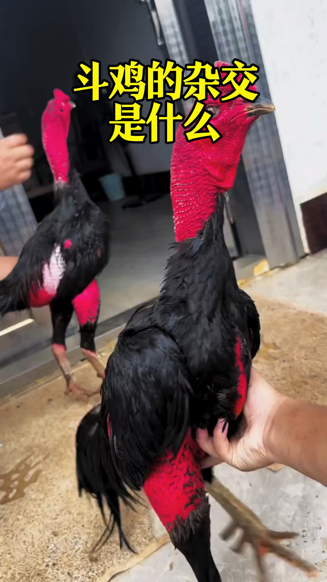 斗鸡的杂交优势是