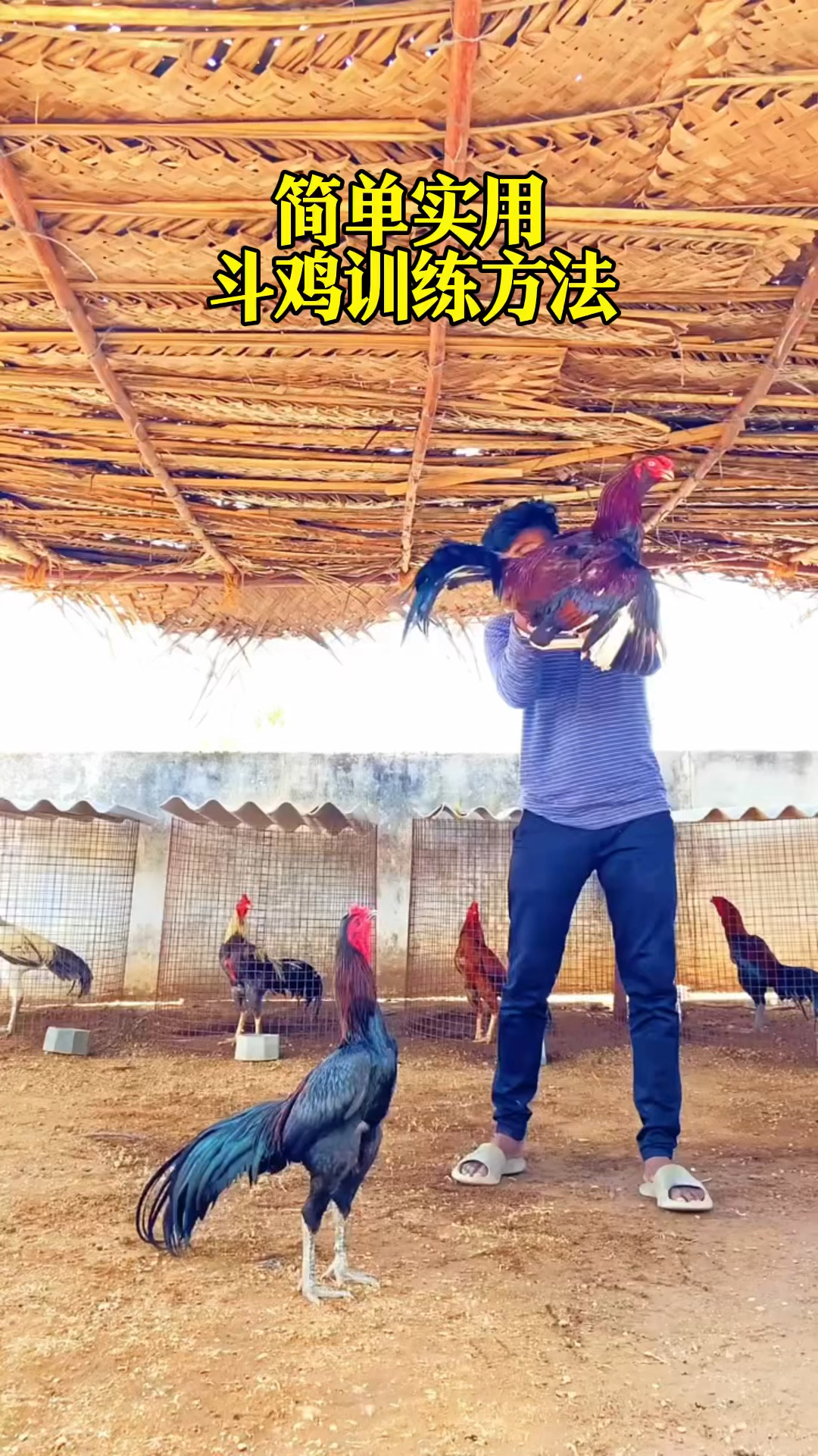 简单实用的斗鸡训练方法