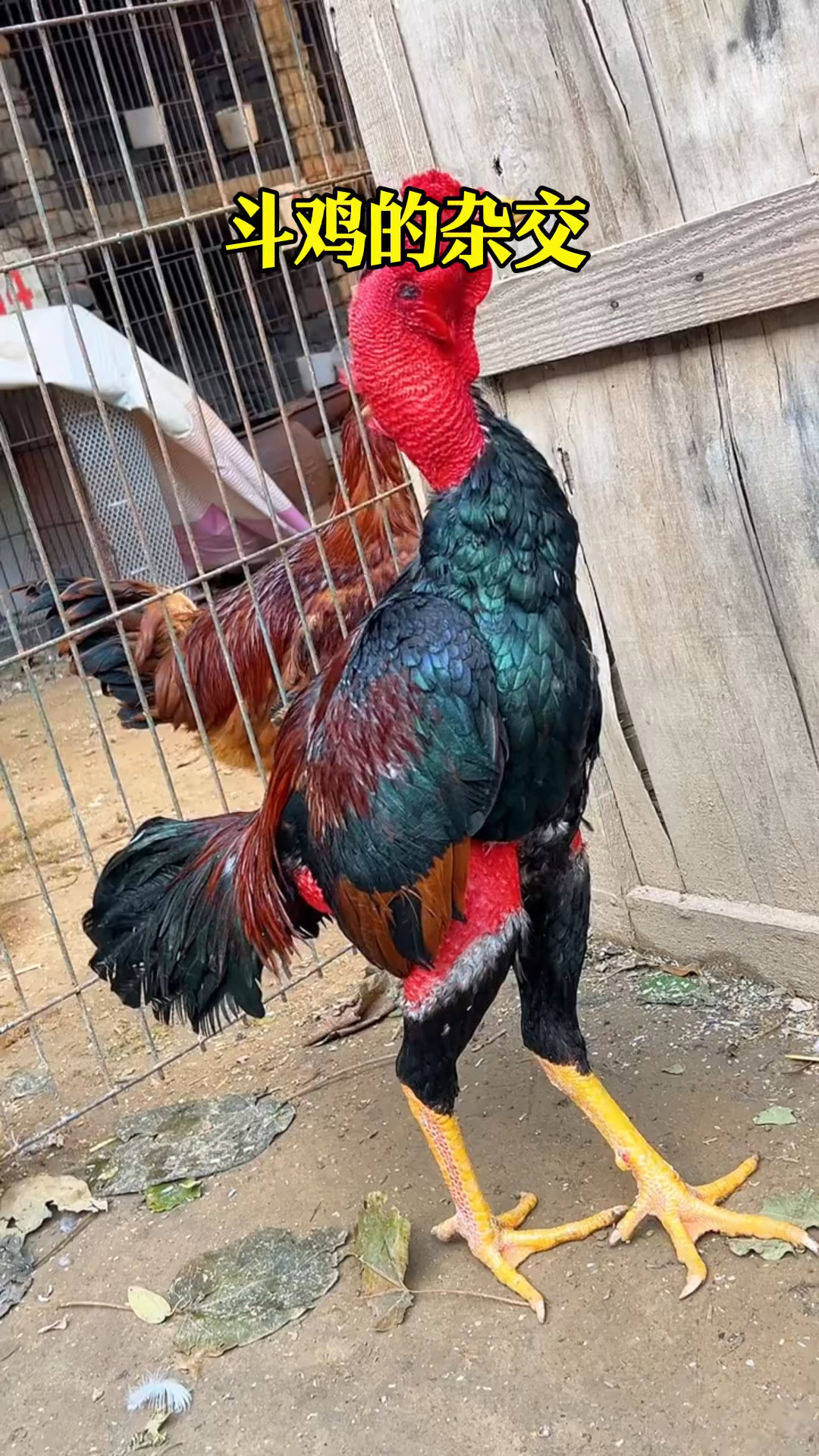 聊聊斗鸡杂交的优势