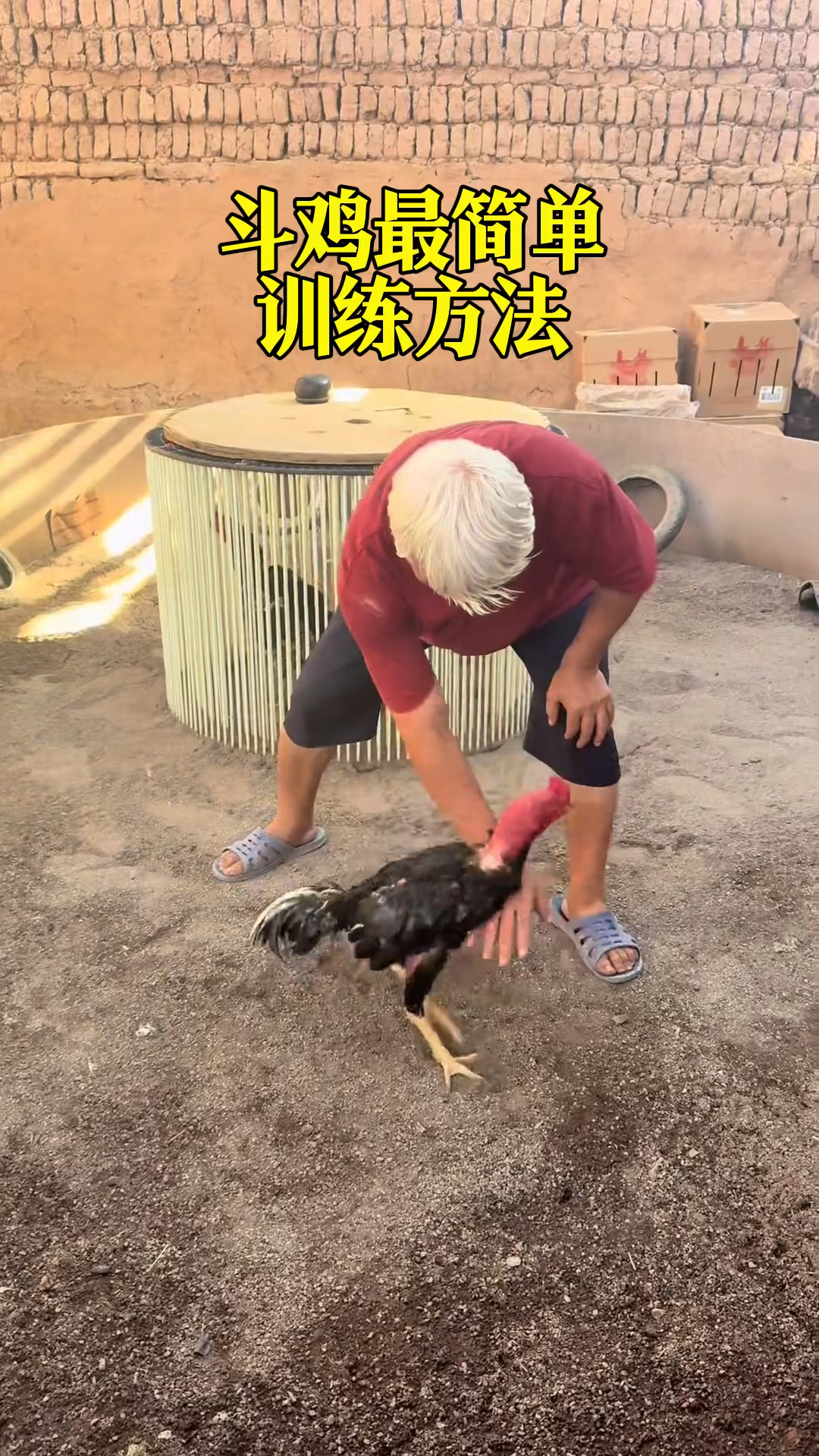 斗鸡训练最省心的训练方法