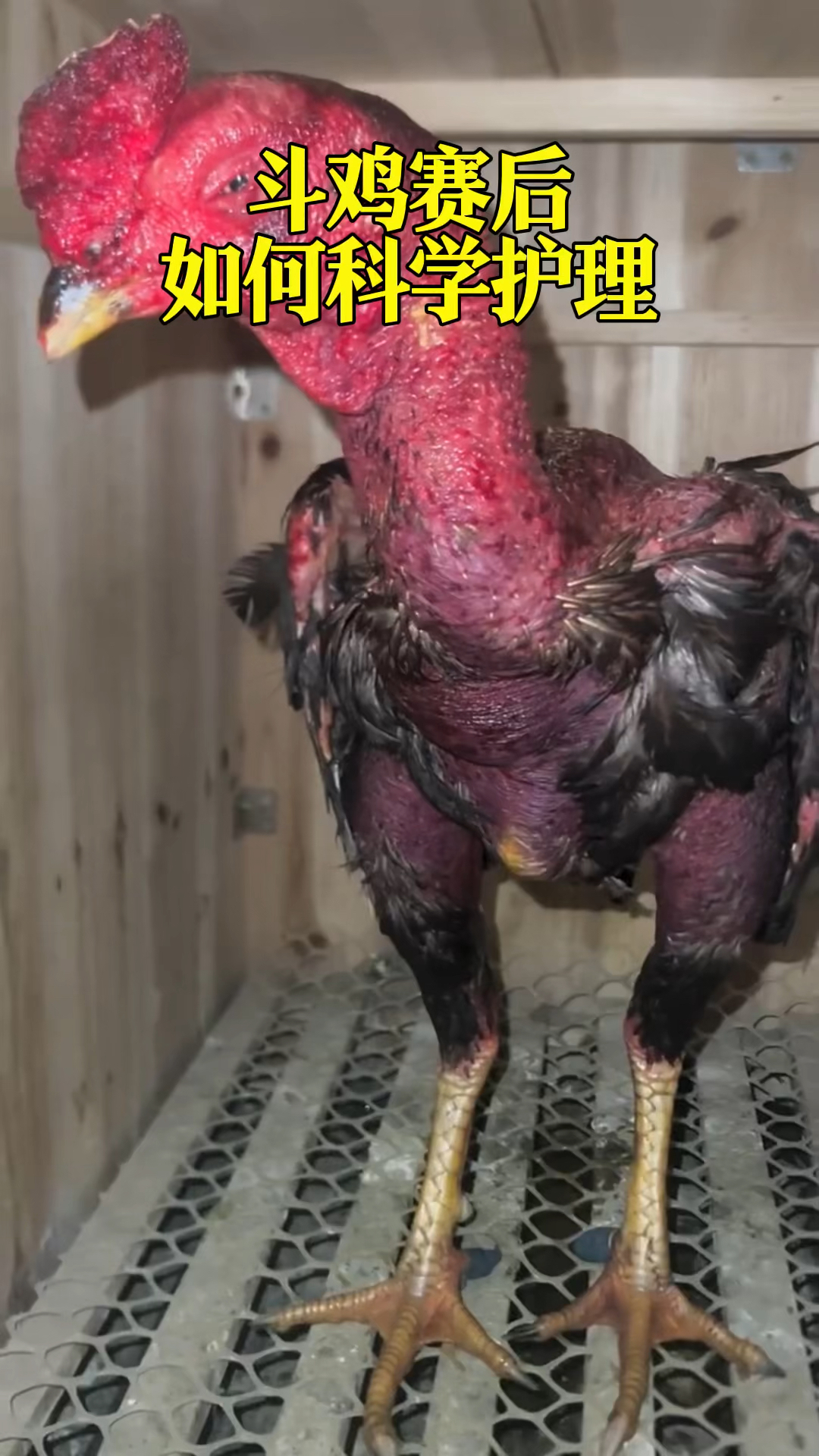 斗鸡赛后如何护理