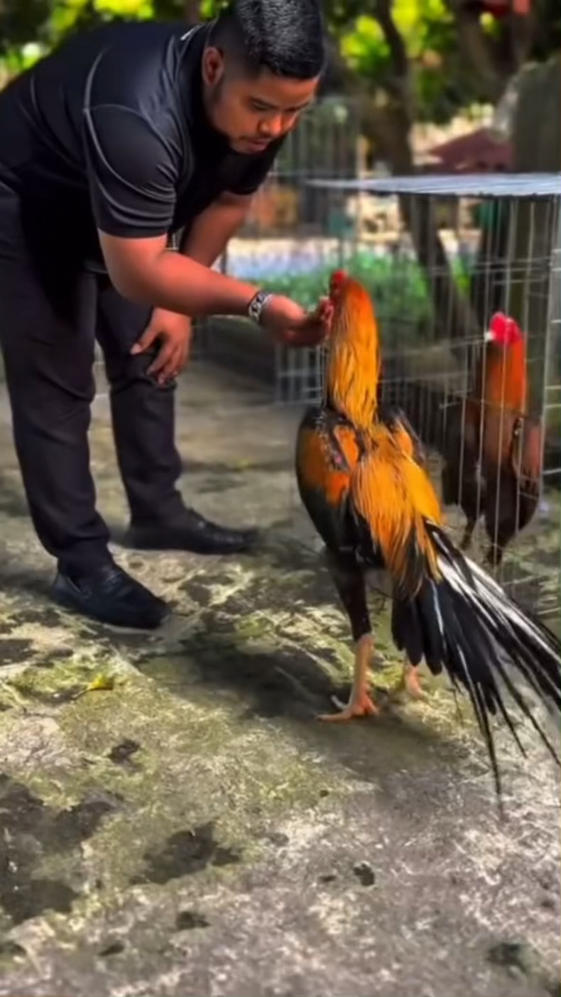 最凶狠的8大斗鸡