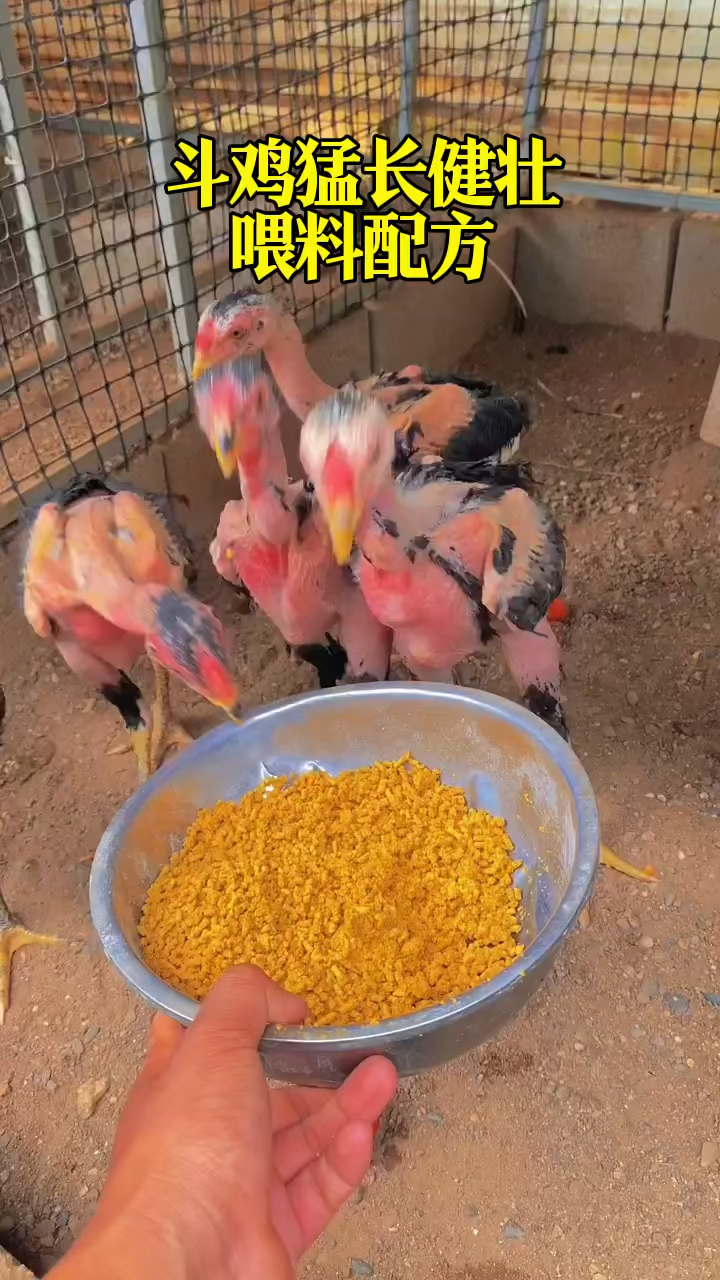斗鸡猛长健壮喂料配方
