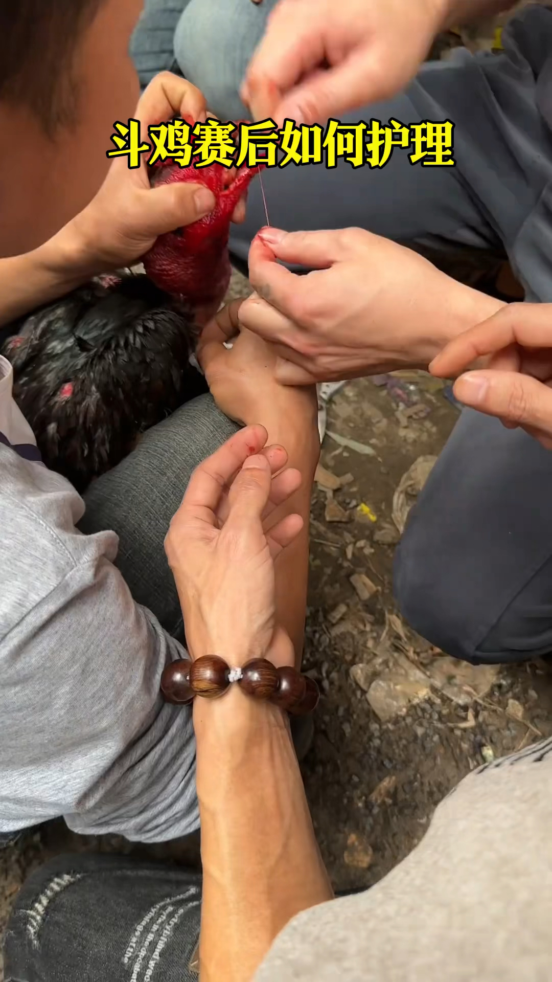 斗鸡赛后护理方法