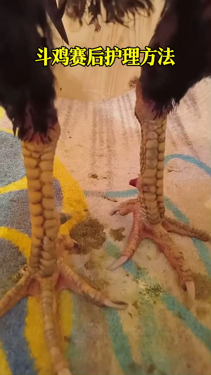 斗鸡赛后护理方法