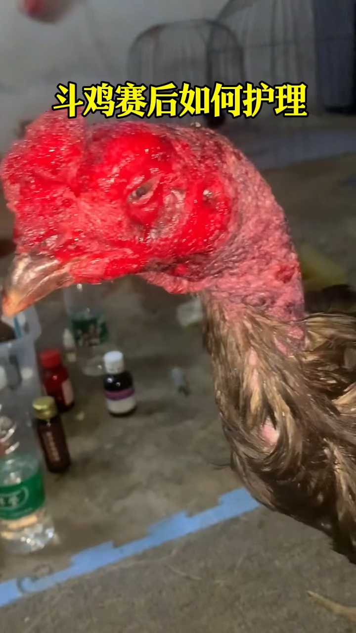 斗鸡赛后护理方法