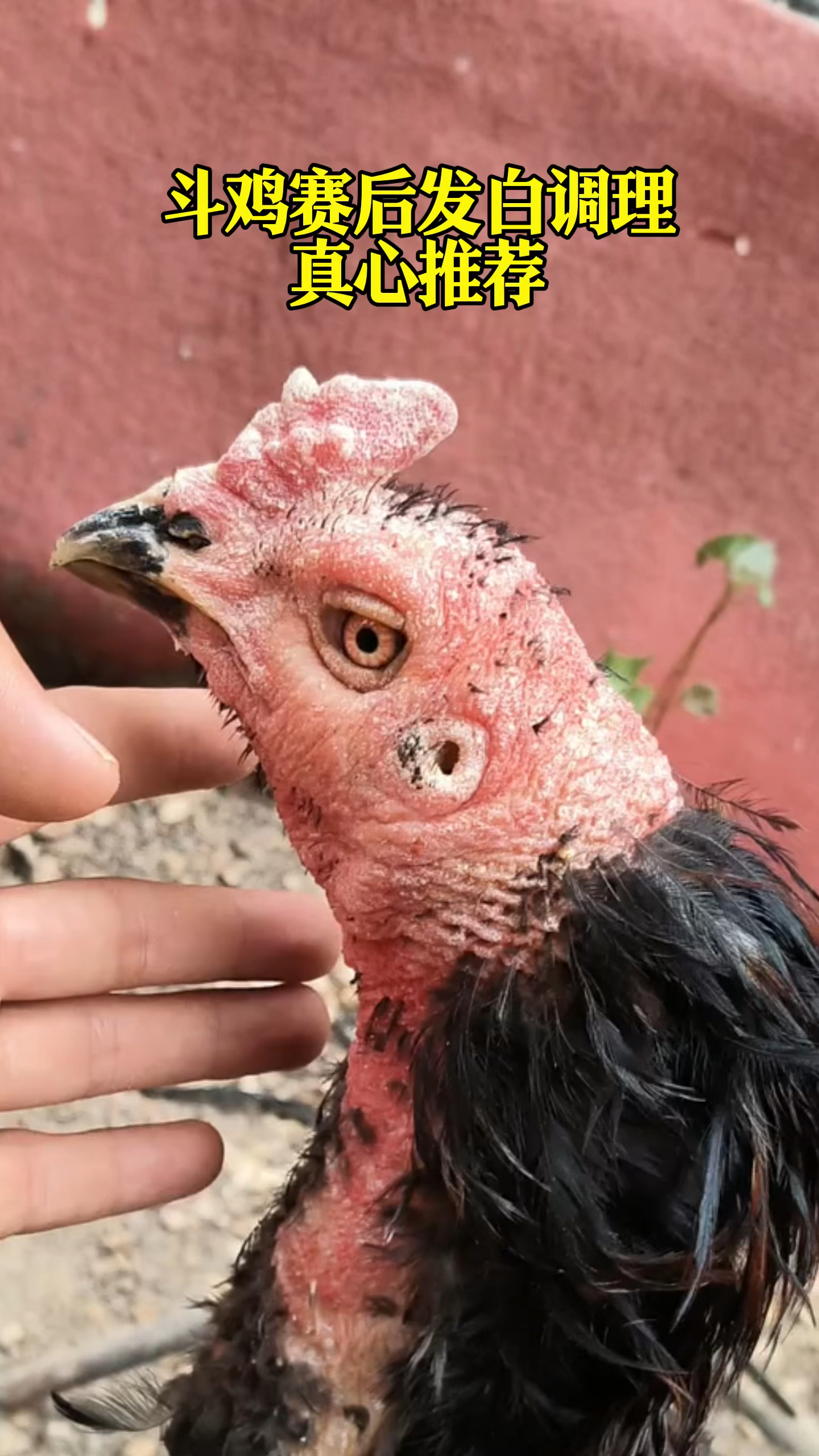 斗鸡赛后护理方法