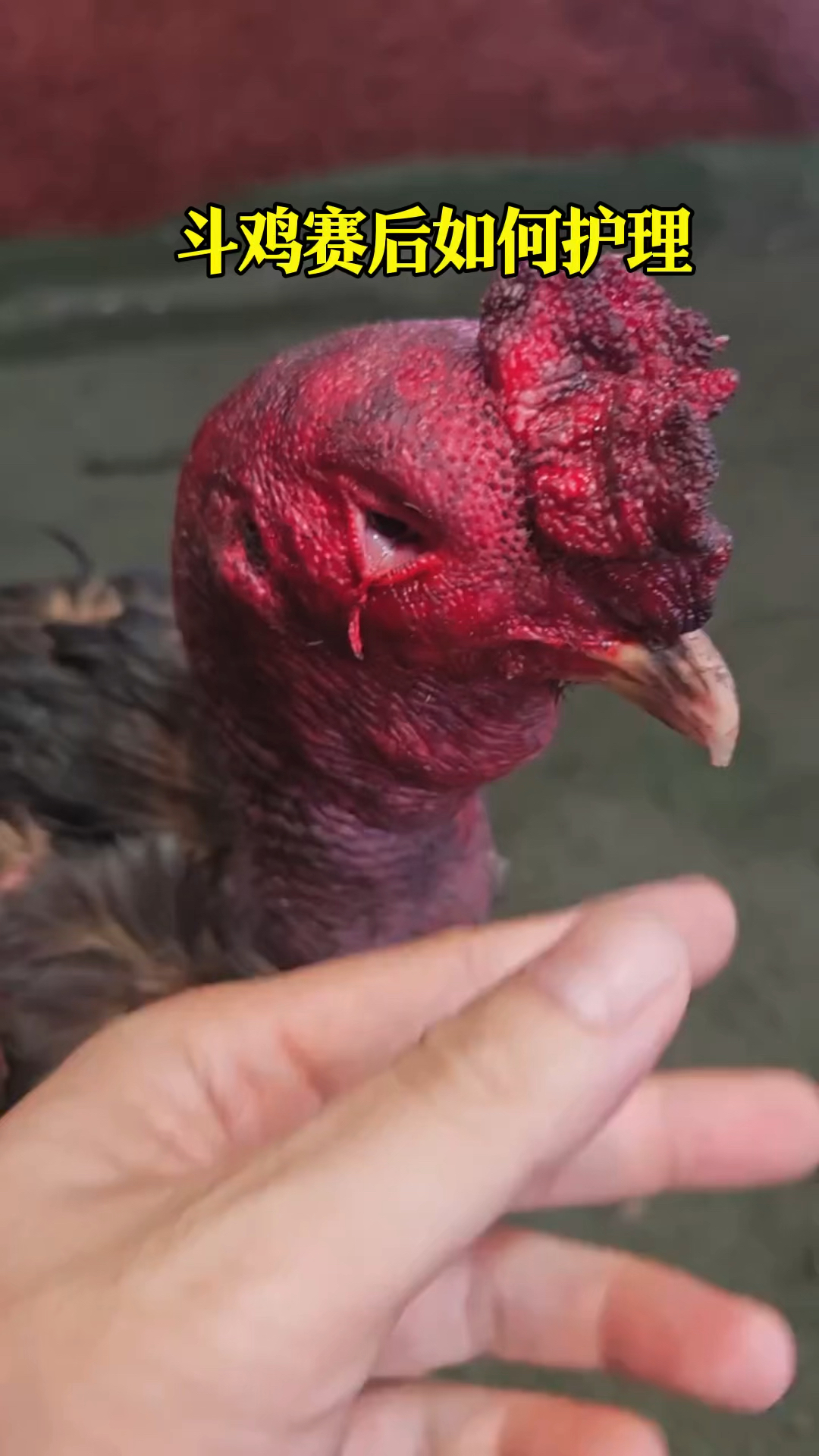 斗鸡赛后护理方法